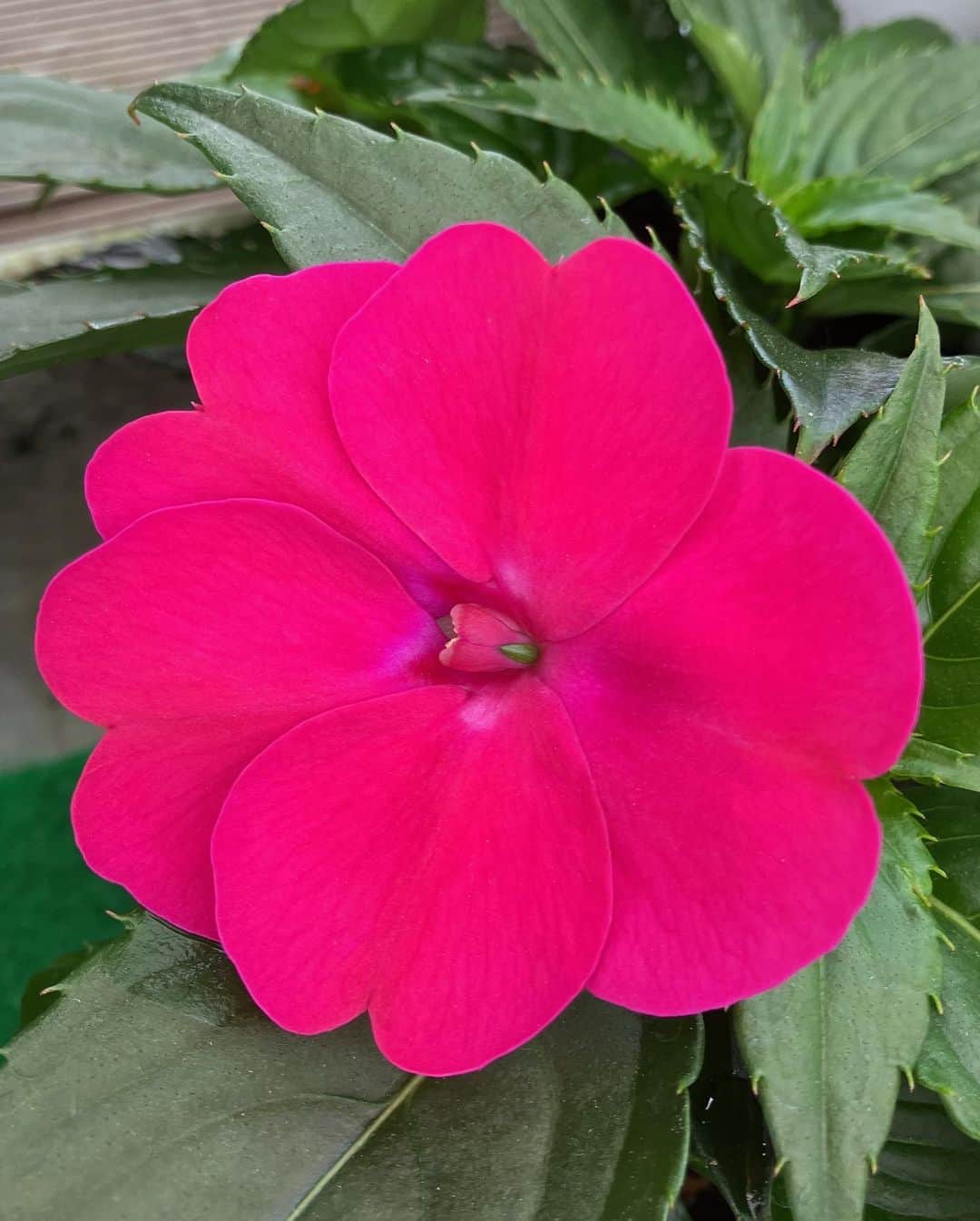 上野樹里さんのインスタグラム写真 - (上野樹里Instagram)「ローズ🌹いい香り。何も言うことありません。うっとり。はぁ〜✨  （まだ時期的にハウスの中に少しだけしか咲いてなかったけど） #バラ園 #花巻」5月17日 0時41分 - _juri_art_