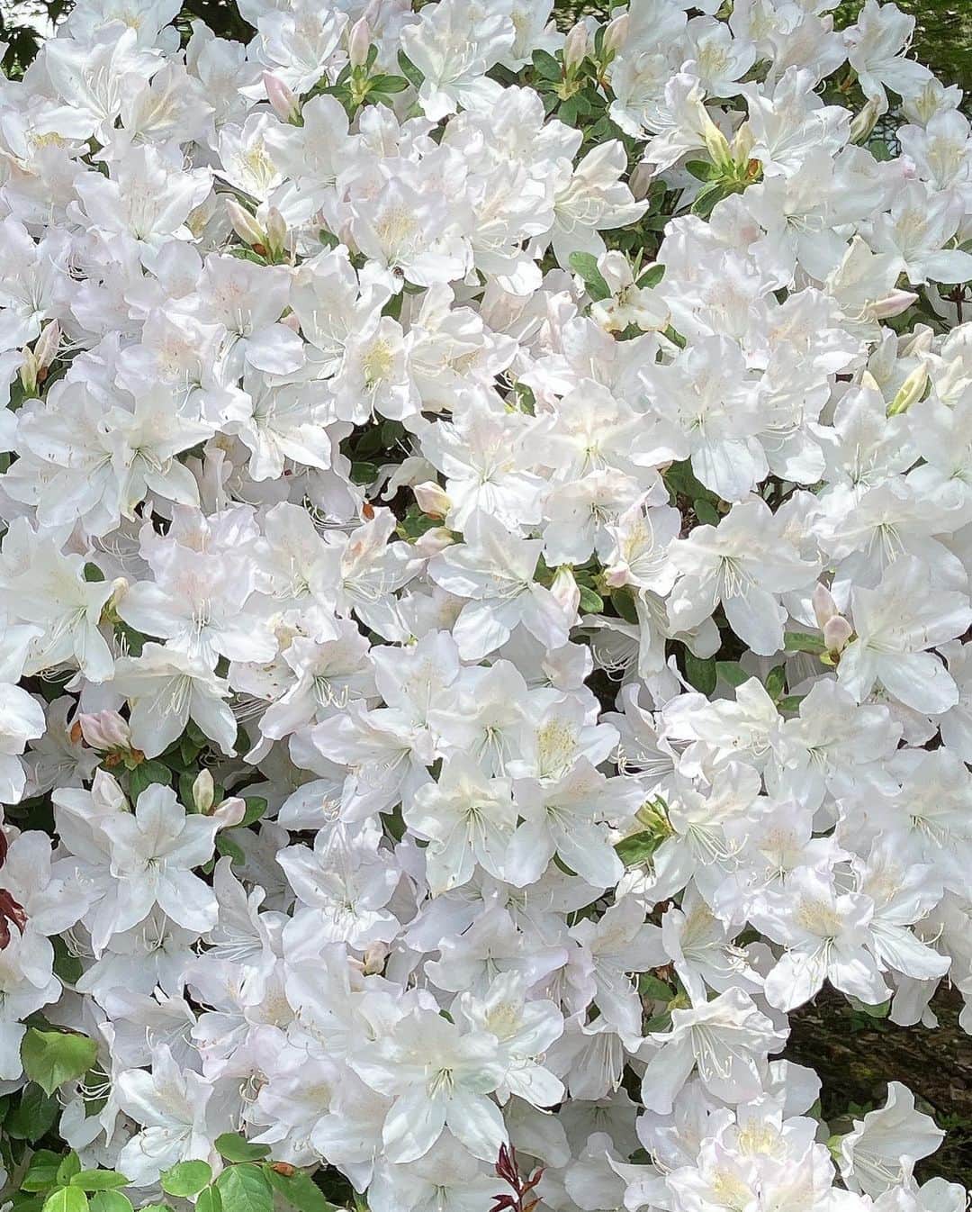 上野樹里さんのインスタグラム写真 - (上野樹里Instagram)「ローズ🌹いい香り。何も言うことありません。うっとり。はぁ〜✨  （まだ時期的にハウスの中に少しだけしか咲いてなかったけど） #バラ園 #花巻」5月17日 0時41分 - _juri_art_
