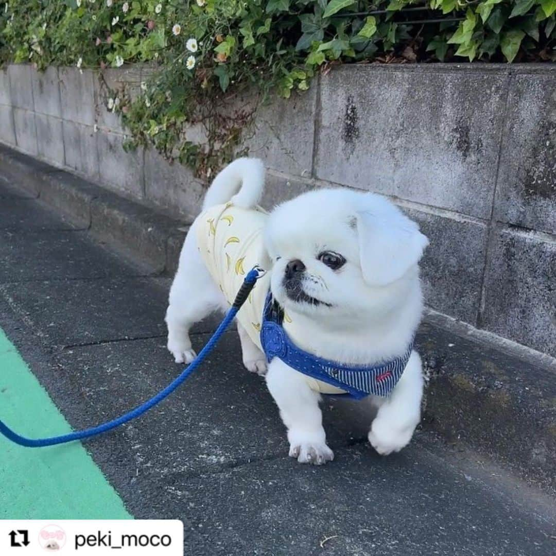 iDog&iCatのインスタグラム