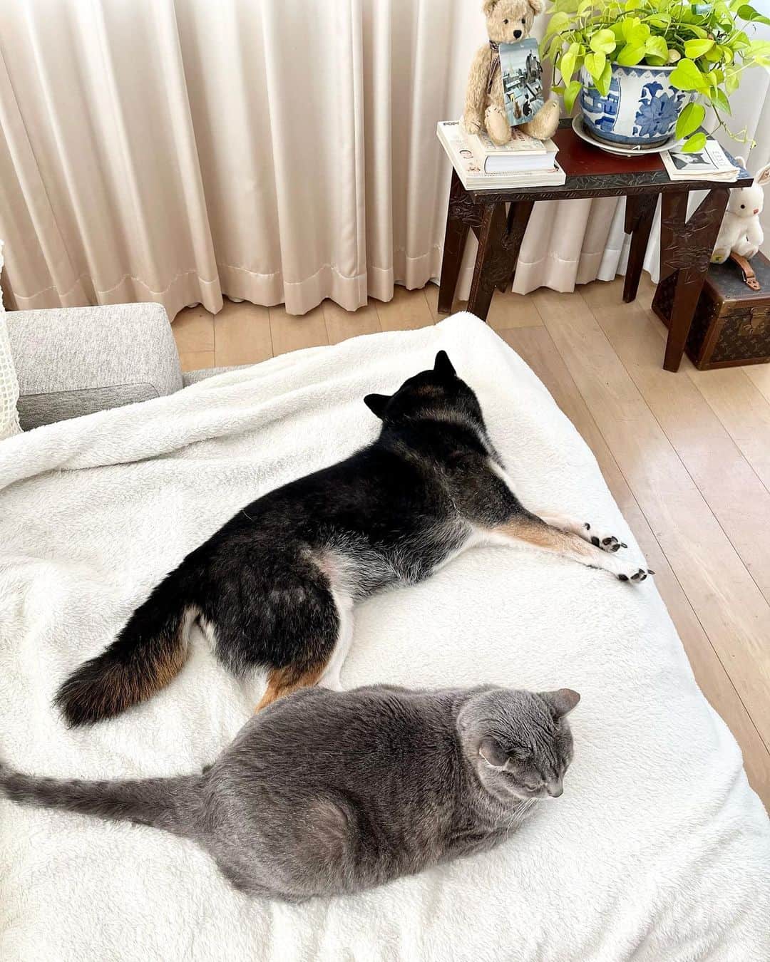 高見恭子さんのインスタグラム写真 - (高見恭子Instagram)「君の呼吸は僕のお守り  #dog dogphoto #shiba#shibainu  #猫と犬のいる暮らし  #cat#catphoto  #catlife#catstagram  #americancurl」5月17日 10時19分 - takami_kyoko