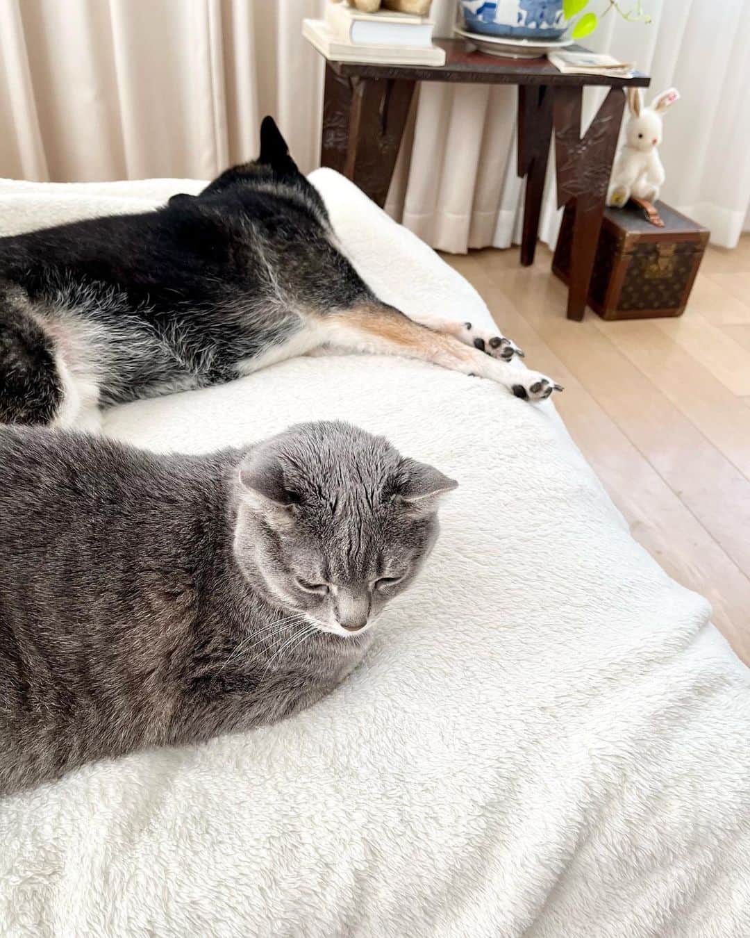 高見恭子さんのインスタグラム写真 - (高見恭子Instagram)「君の呼吸は僕のお守り  #dog dogphoto #shiba#shibainu  #猫と犬のいる暮らし  #cat#catphoto  #catlife#catstagram  #americancurl」5月17日 10時19分 - takami_kyoko