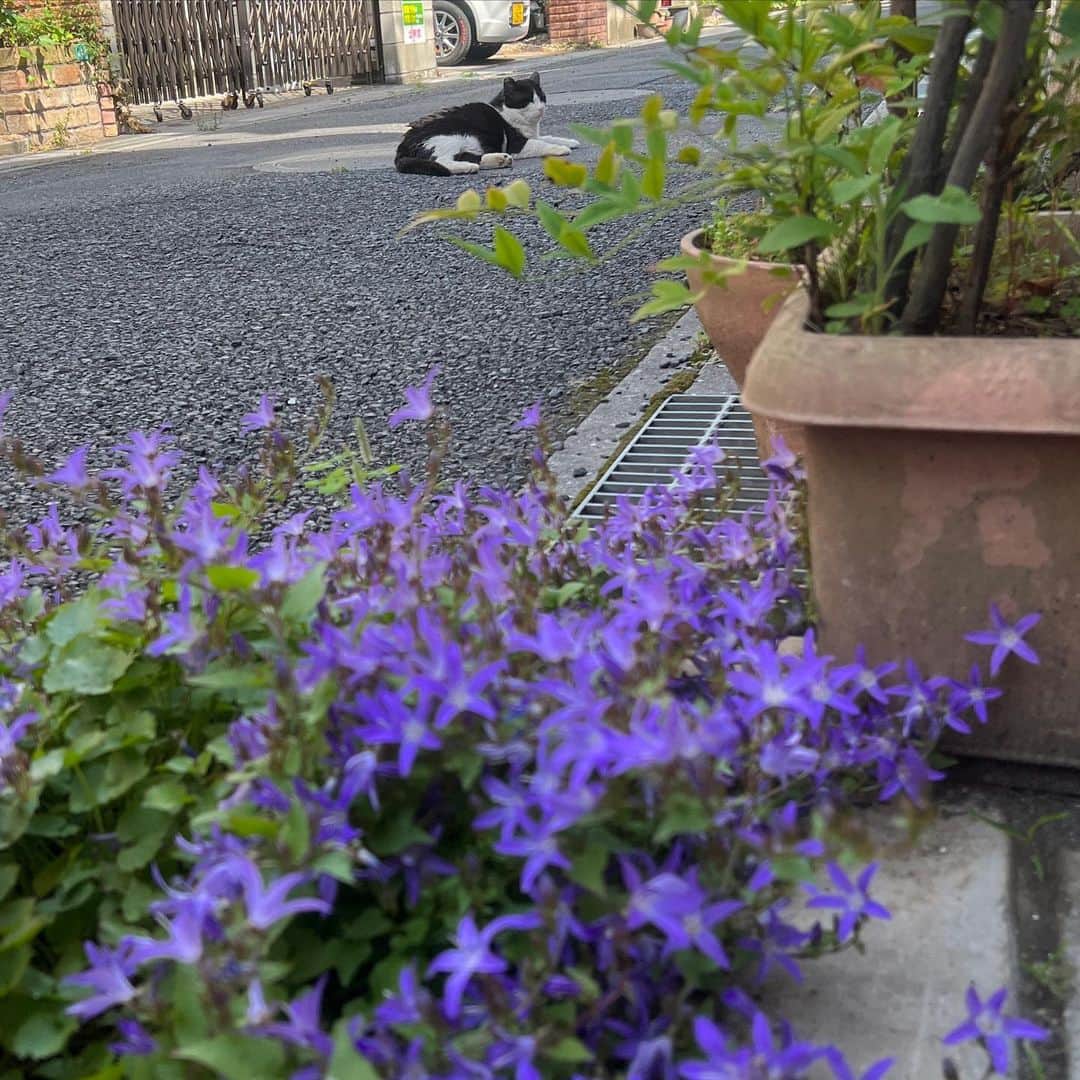 Kachimo Yoshimatsuさんのインスタグラム写真 - (Kachimo YoshimatsuInstagram)「おはようイカスミ Good Morning Ikasumi ここのところまた出席率が良くなった。ちゃめしはこの2〜3日来てない。どうしたかな？ 1枚目の花は、カンパニュラ・アルペンブルーという花だとG先生が教えてくれた。  バーバをデイサービスに送り出してふと見たら、室外機の上でまったりしてた。  玄関先でちゅーるを｡  #うちの猫ら #猫 #ikasumi #ねこ #ニャンスタグラム #にゃんすたぐらむ #ねこのきもち #cat #ネコ #catstagram #ネコ部 http://kachimo.exblog.jp」5月17日 10時30分 - kachimo