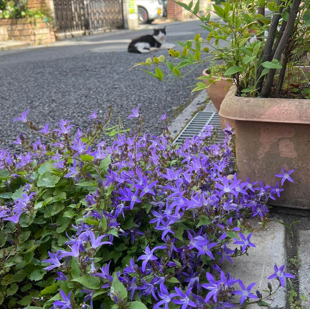 Kachimo Yoshimatsuのインスタグラム：「おはようイカスミ Good Morning Ikasumi ここのところまた出席率が良くなった。ちゃめしはこの2〜3日来てない。どうしたかな？ 1枚目の花は、カンパニュラ・アルペンブルーという花だとG先生が教えてくれた。  バーバをデイサービスに送り出してふと見たら、室外機の上でまったりしてた。  玄関先でちゅーるを｡  #うちの猫ら #猫 #ikasumi #ねこ #ニャンスタグラム #にゃんすたぐらむ #ねこのきもち #cat #ネコ #catstagram #ネコ部 http://kachimo.exblog.jp」