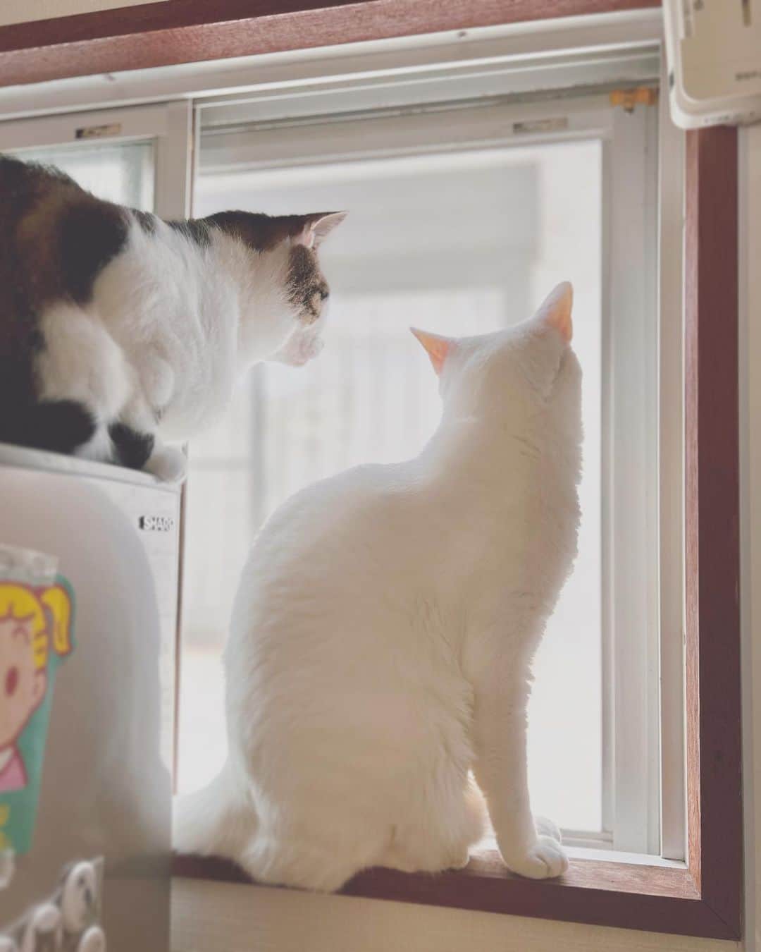 八、おこめのインスタグラム：「#窓辺の猫 台所の小っちゃい窓 他にも外がよく見える窓があるのに ここ開けるとダッシュで来る2人 小っちゃい窓やけど風が良く通るイイ窓♩ #窓 #八おこめ #ねこ部 #cat #ねこ #猫 #ネコ」