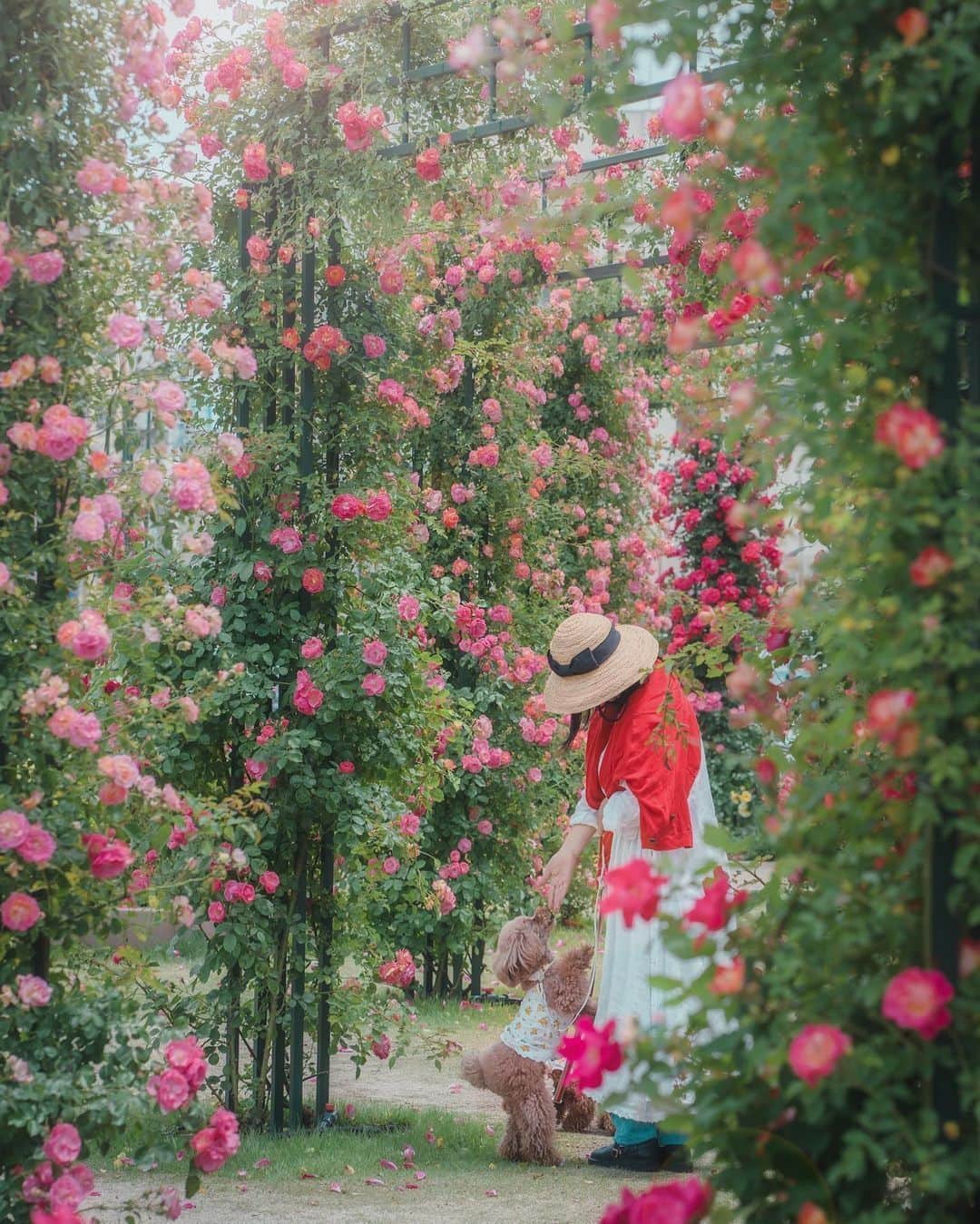 のインスタグラム：「. 【もうすぐ福山ばら祭！】 #福山ばら祭 まであと10日。 市内のいたる所でばらが咲いて、香りも楽しめます🌹 お気に入りのばらを見つけに、お出かけしませんか？  #ばらのじかん でも写真の投稿お待ちしています✨  Photo by 福山アンバサダー（@quu_san_）」