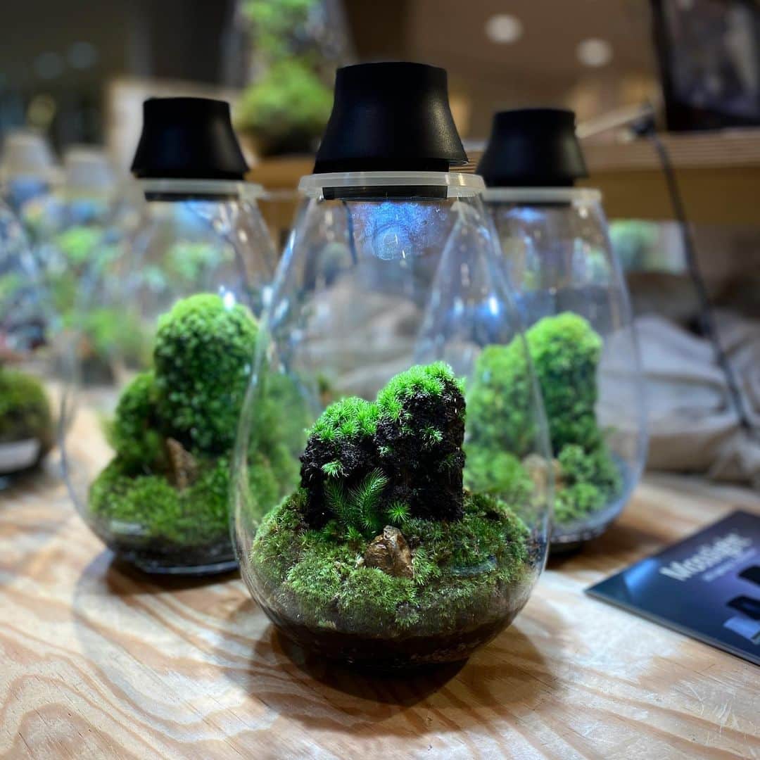 のインスタグラム：「Mosslight   ゆらゆらMOSS LIFE  最終日のワークショップも 無事に終了いたしました。 ご来場ありがとうございました。  苔むした作品になるよう可愛がって頂ければ嬉しいです。  #阪急うめだ本店 #mosslight #うめだスーク #モスライト #テラリウム#terrarium」