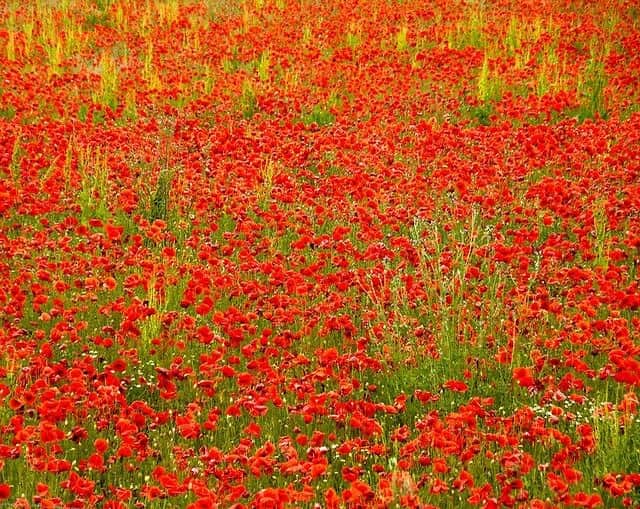 ジャンポールノットのインスタグラム：「Pointillist」