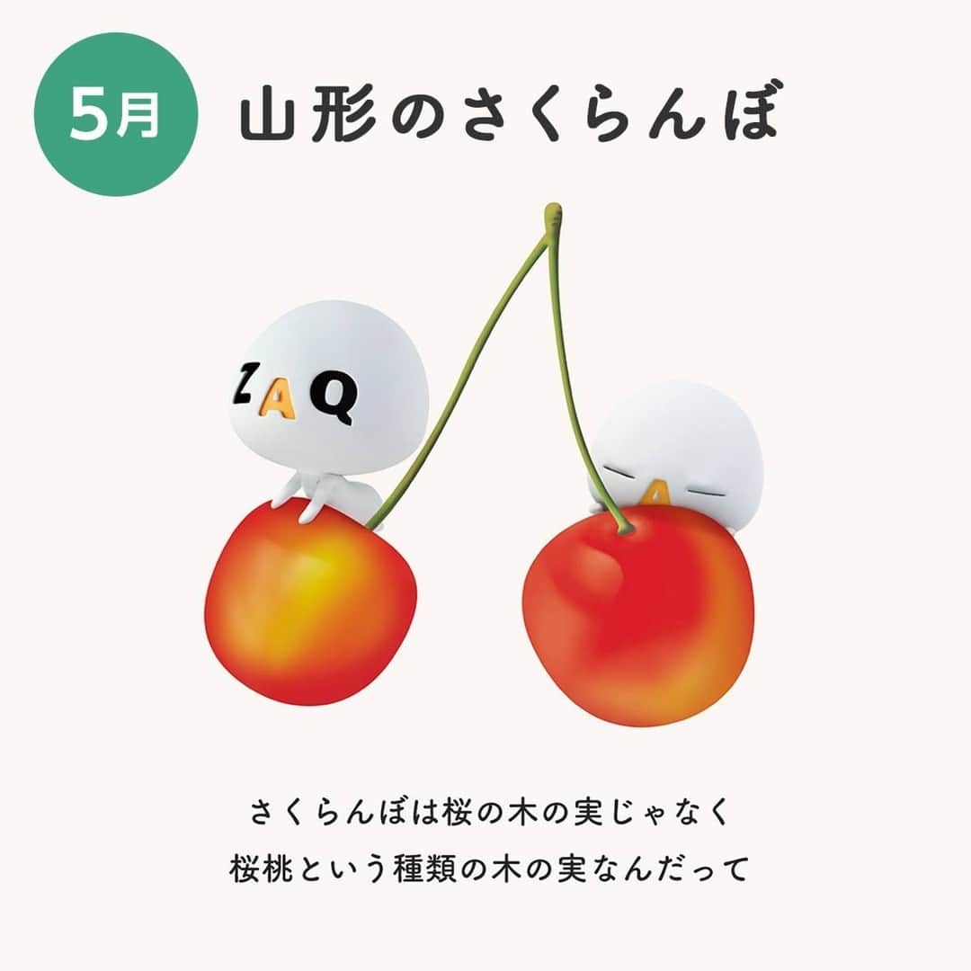 ざっくぅ 公式Instagramさんのインスタグラム写真 - (ざっくぅ 公式InstagramInstagram)「＼知ってた❓／ さくらんぼは桜の木の実じゃなくて、桜桃という種類の木の実なんだって！ 山形県はさくらんぼの生産量が日本一🌟  今が旬のさくらんぼ😋 さくらんぼが好き！という方はコメントに「🍒」で教えてくださいね♪  他の都道府県は、プロフィール（@zaq_official）URLから「ご当地ざっくぅガチャ」にアクセスしてチェックしてね♪  #さくらんぼ #サクランボ #チェリー #果物 #フルーツ #今が旬 #旬の食材 #旬の食べ物 #旬の味覚 #旬の果物 #旬のフルーツ #名産 #山形県 #名産品 #特産品 #ご当地 #豆知識 #キャラクター #キャラクター好きな人と繋がりたい #ざっくぅ #ざっくぅ大好き #JCOM」5月17日 11時00分 - zaq_official