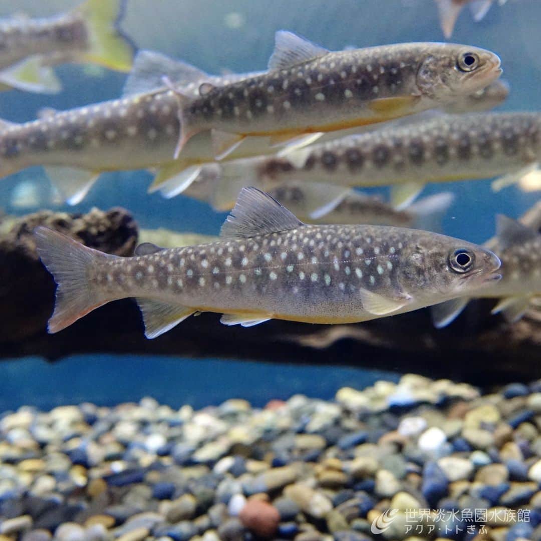 世界淡水魚園水族館 アクア・トト ぎふのインスタグラム：「テーマ水槽『水玉模様のさかな』がスタートしました。  まもなく迎える梅雨。雨粒を連想させる水玉模様の魚、エゾイワナ（アメマス）を展示しています。  6月11日（日）までの開催です、ぜひご覧ください。  #アクアトト #水族館 #aquarium #梅雨 #雨 #エゾイワナ #アメマス #水玉模様  #オアシスパーク #河川環境楽園」