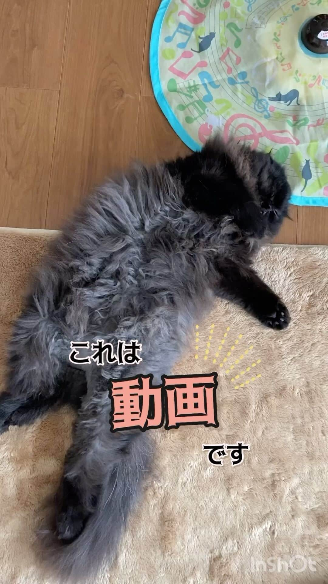 猫壱（ねこいち•ネコイチ）のインスタグラム：「遊び疲れてぐっすり🤣🤣 熟睡するくらい遊んでもらえて本望です🙌  @mou.mocomoco さん お写真をありがとうございました😊 お写真の商品はキャッチミーイフユーキャン2でした🐱  :::::::::猫壱 :::::::   猫壱商品を使ってくれている写真や動画に【猫壱写真館】のハッシュタグをつけてポストしてください✨  猫壱SNSなどでリポスト・紹介されるかも？！  猫壱HPにも掲載されるチャンスも🥺  ぜひ皆さんハッシュタグをつけてポストしてくださいね🥺    @necoichicojp のハイライトから応募要項をチェックして是非ご応募くださいね❤   Reproduction is  prohibited.  ...........................................................................  #猫壱写真館  #猫壱 #necoichi #猫好きさんと繋がりたい  #猫好き　 #猫のいる暮らし  ...........................................................................」