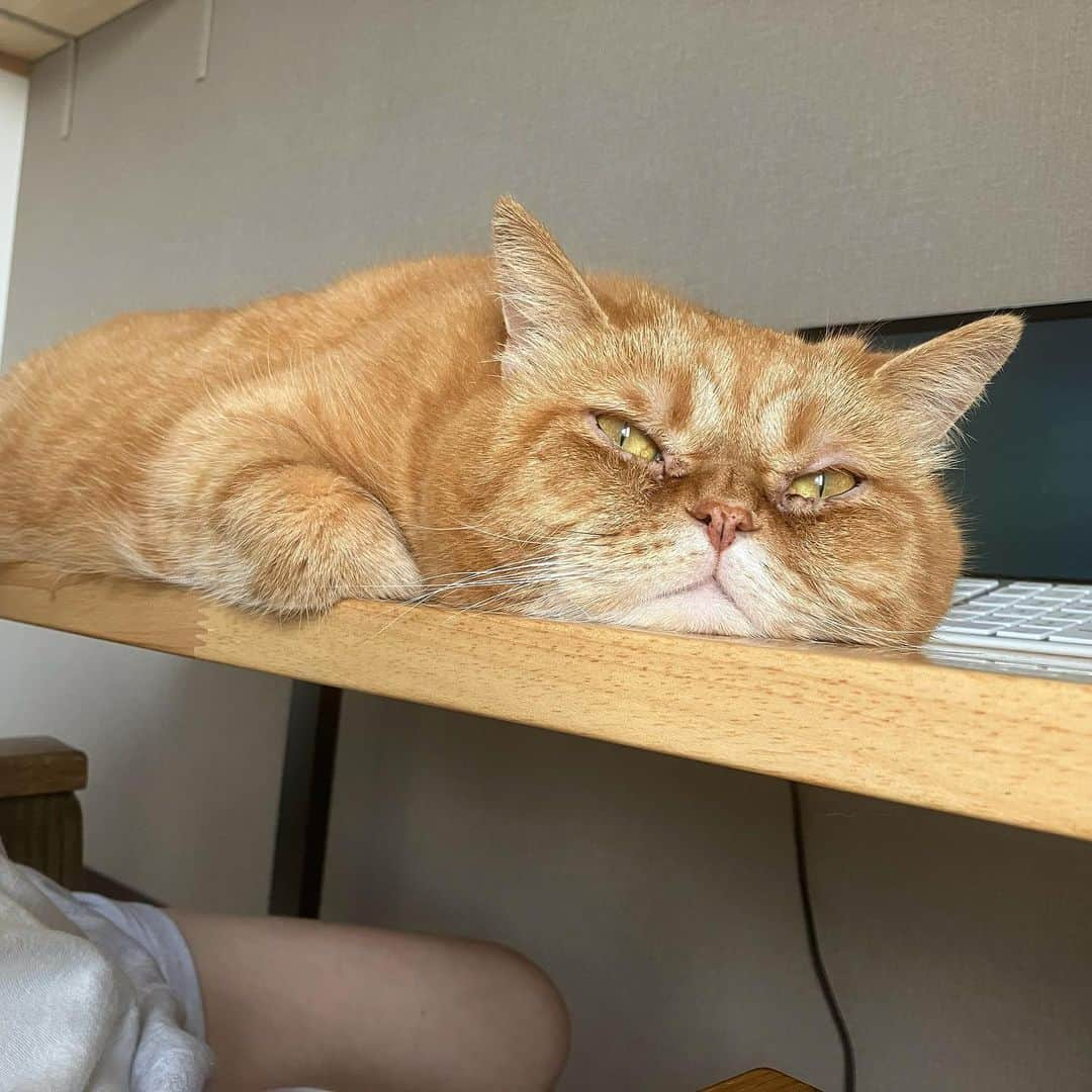 umeさんのインスタグラム写真 - (umeInstagram)「そろそろそこから動こうか。 ・ ・ ・ #おまめ #🐈」5月17日 7時37分 - u_m_e_c_o