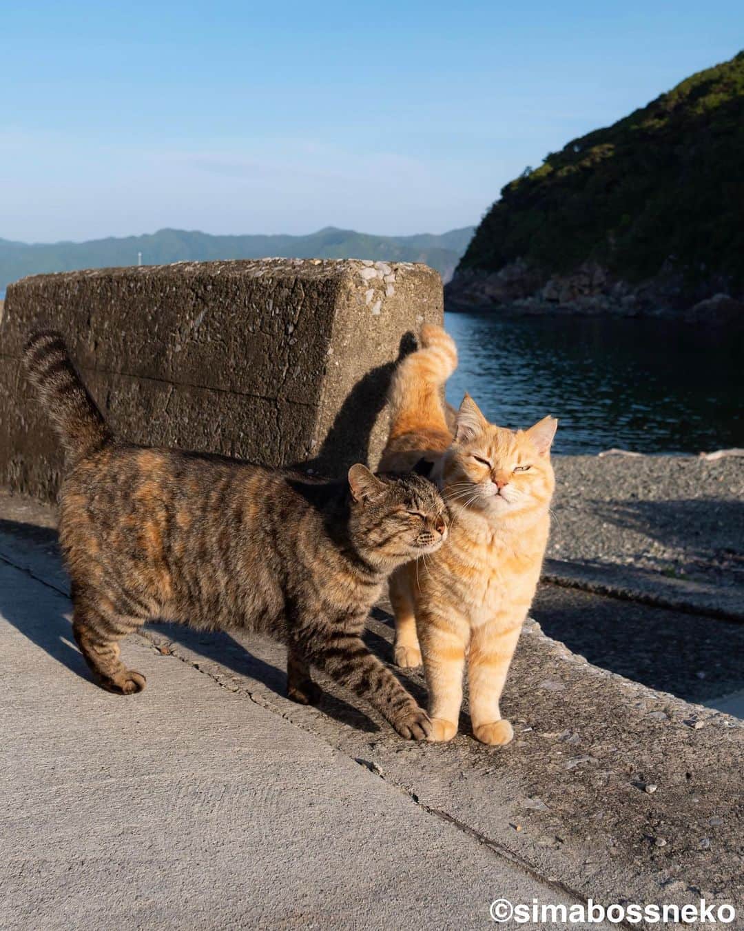 simabossnekoさんのインスタグラム写真 - (simabossnekoInstagram)「・ おはよう仲良しさん❣️ Good morning friends.  4枚目の投稿は動画です。 The 4th posts is video. Swipeしてね←←🐾 ・  〜お知らせ〜 新作写真集「島にゃんこ」好評発売中❣️ @simabossneko と、ぺにゃんこ( @p_nyanco22 )との初共著🐾  日本の島々で7年間撮り続けてきた、島の猫さん達のとびっきりの表情やしぐさがいっぱい✨ 厳選したベストショットから初公開の作品まで、愛おしくて幸せな瞬間を集めました。  ★Amazonほかオンライン書店、本屋さんにて  お気に入りの一冊になれば嬉しく思います☺️  📘A5変形サイズ／88ページ 1,210円(税込) ワニブックス刊  Amazonへは @simabossneko もしくは @p_nyanco22 のプロフィールURLよりご覧いただけます。 ・ ・ 【Notice】 NEW 3rd Photobook "Shima Nyanko (Island Cats)"  The book is co-authored by @simabossneko and @p_nyanco22  There are lots of wonderful photos of island cats✨   〜Description of the work〜 The cute cats that we have been shooting for 7 years in the islands of Japan.  From the carefully selected best shots to the first public photo, we have collected lovely and happy gestures. Kissing, cuddling, rubbing, synchronizing, playing, licking... The cats will heal you!  Please make a purchasing for this opportunity 😸🐾 The product page can be seen from the URL in the profile of @simabossneko or @p_nyanco22   ★Amazon Japan https://www.amazon.co.jp/dp/4847072863  It is possible to purchase and ship from Taiwan, Hong Kong, the USA, Korea, etc. ※ Shipping fee will be charged separately.  📘A5 variant size / 88 pages 1,210 JPY Published by Wanibooks ・ ・ #しまねこ #島猫 #ねこ #にゃんすたぐらむ #猫写真 #cats_of_world #catloversclub #pleasantcats #catstagram #meowed #ig_japan #lumixg9」5月17日 7時46分 - simabossneko