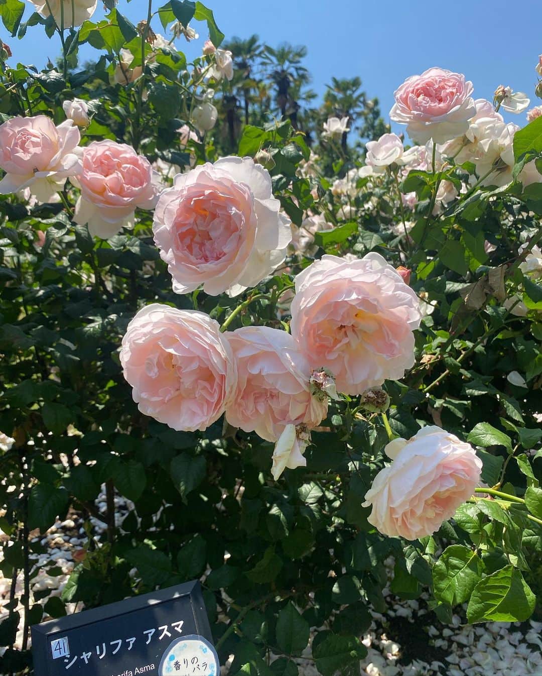 関谷亜矢子さんのインスタグラム写真 - (関谷亜矢子Instagram)「昨日の誕生日はよく晴れて、友人が御苑のバラに付き合ってくれました🌹  今まで見た中で、 一番咲きそろっていて、 お花に吸い込まれそうに なりながら、香りも堪能。 4月生まれのお友達と 合同バースデーランチ 自分たちでデザートプレート頼んじゃいました。これもあり‼️😆 とってもきれいにデザートプレートを作ってくださったし、お料理も美味しかったです😋  ５０代最後の1年、来年の誕生日には、いよいよ‼️😆ですが、いい１年だったと言えるよう、支えてくださる周りの方に感謝しつつ、前進したいと思います！  #バラ  #シャリファアスマ  #ブラスバンド  #プリンセスアイコバラの花  #50代ってとっても楽しい  #ママ友  #15年の付き合い  @carrozza_italian」5月17日 8時27分 - ayakosekiya.516