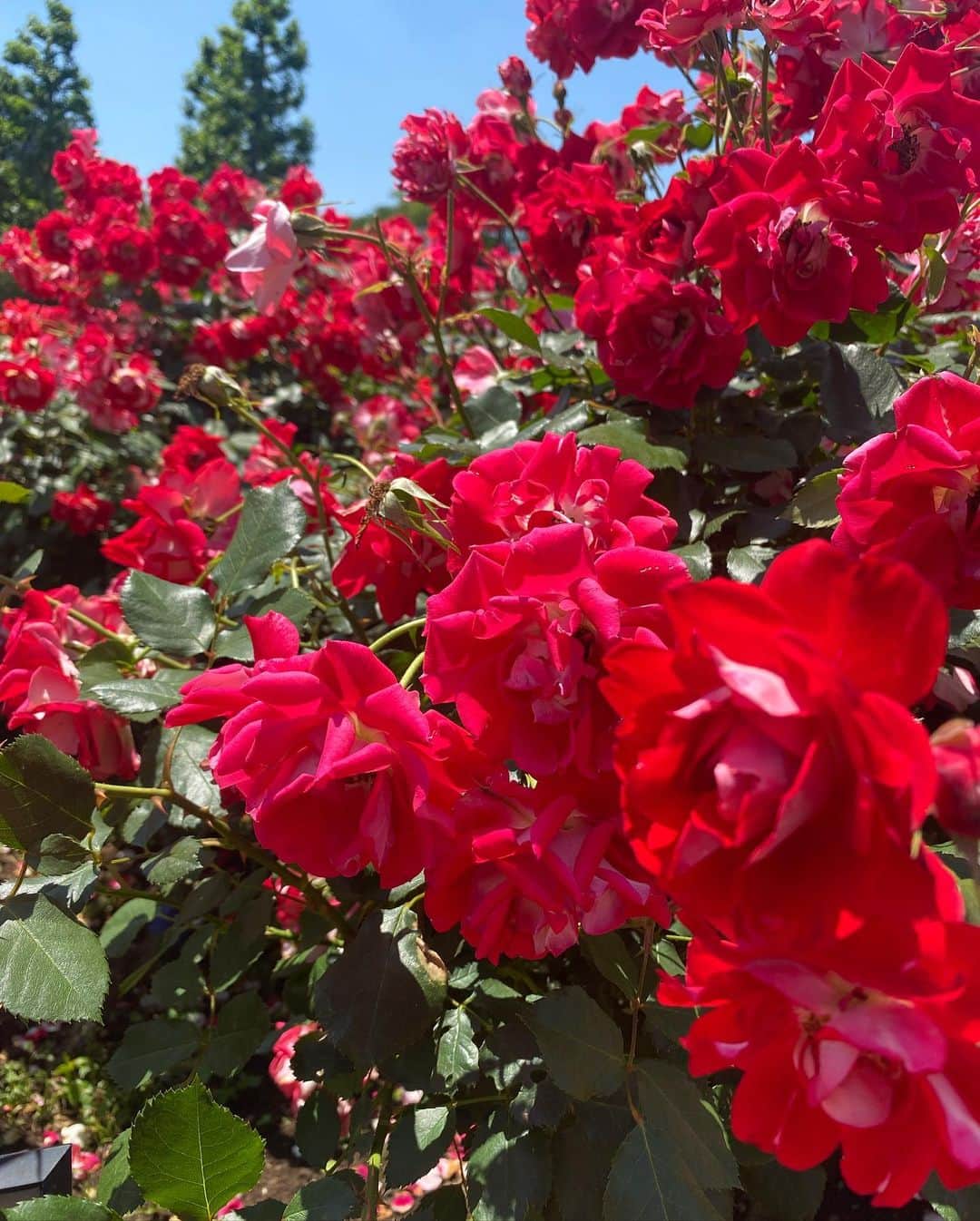 関谷亜矢子さんのインスタグラム写真 - (関谷亜矢子Instagram)「昨日の誕生日はよく晴れて、友人が御苑のバラに付き合ってくれました🌹  今まで見た中で、 一番咲きそろっていて、 お花に吸い込まれそうに なりながら、香りも堪能。 4月生まれのお友達と 合同バースデーランチ 自分たちでデザートプレート頼んじゃいました。これもあり‼️😆 とってもきれいにデザートプレートを作ってくださったし、お料理も美味しかったです😋  ５０代最後の1年、来年の誕生日には、いよいよ‼️😆ですが、いい１年だったと言えるよう、支えてくださる周りの方に感謝しつつ、前進したいと思います！  #バラ  #シャリファアスマ  #ブラスバンド  #プリンセスアイコバラの花  #50代ってとっても楽しい  #ママ友  #15年の付き合い  @carrozza_italian」5月17日 8時27分 - ayakosekiya.516