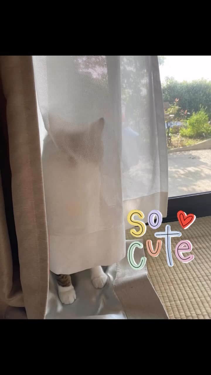 野本かりあのインスタグラム：「#きじしろ #にゃんすたぐらむ #ねこのきもち」