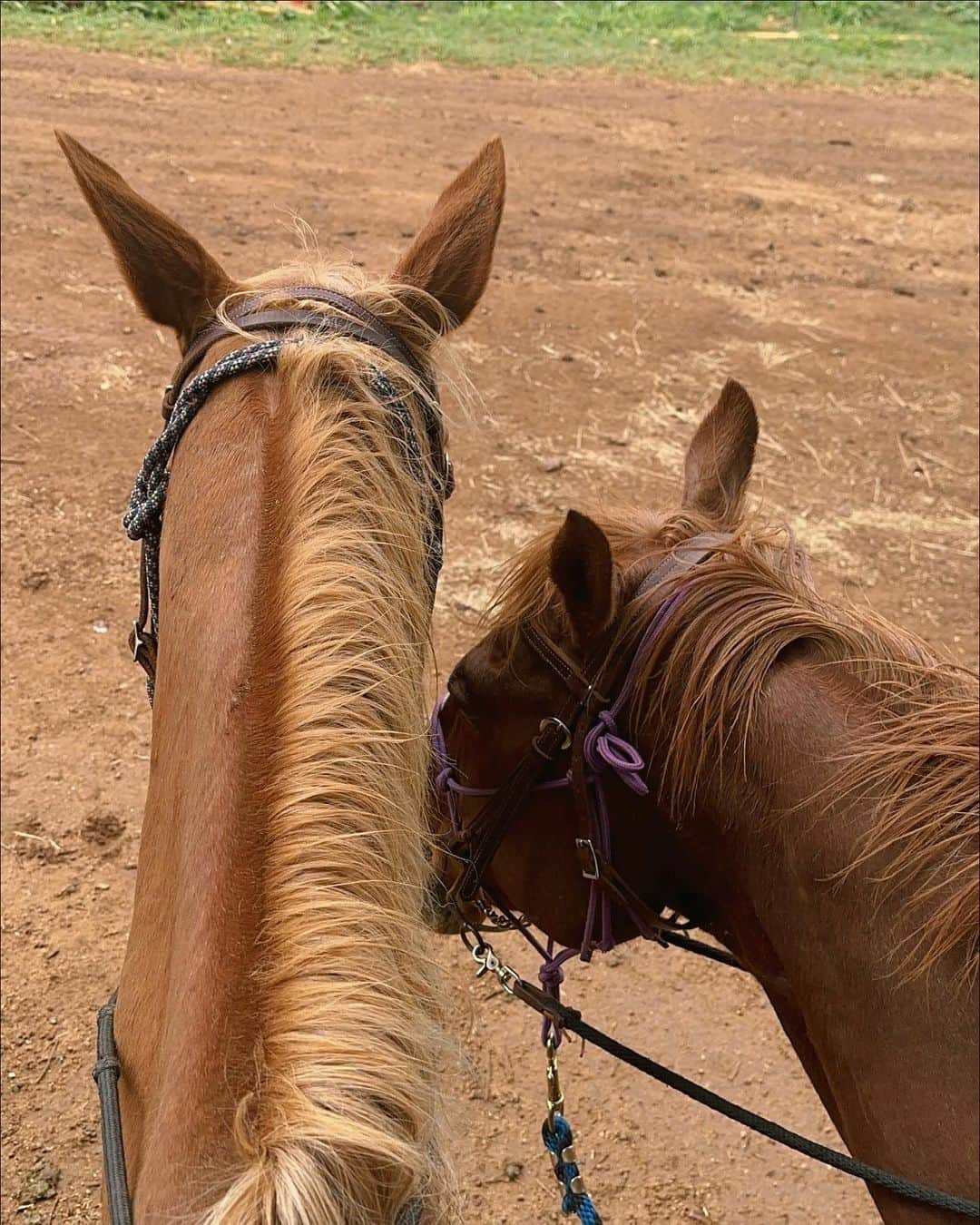黒木メイサのインスタグラム：「友人に連れて行ってもらった Horse riding ✨  この2頭がべったり離れなくて 可愛かった」