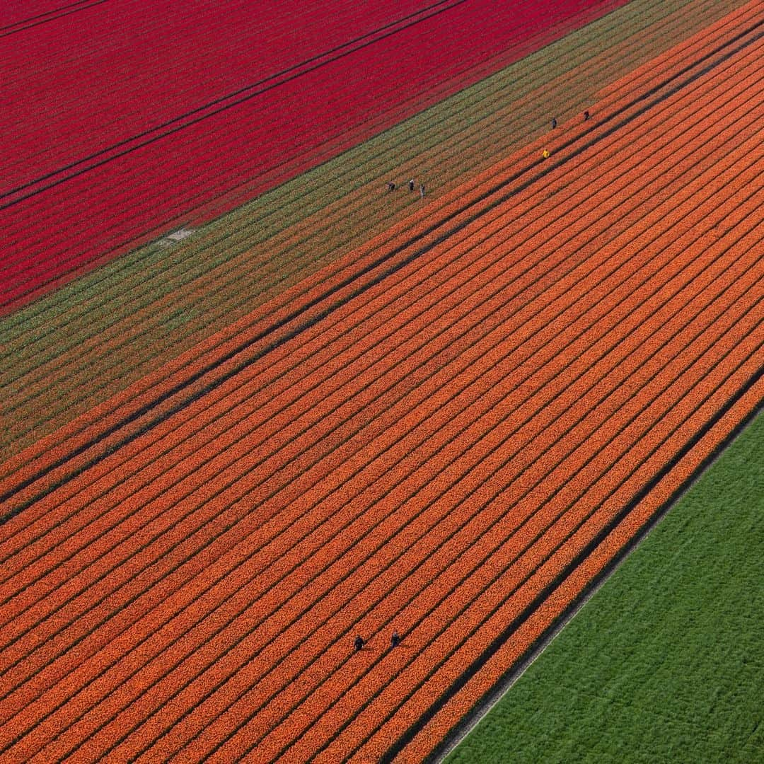 ナショナルジオグラフィックさんのインスタグラム写真 - (ナショナルジオグラフィックInstagram)「Photos by Muhammed Muheisen @mmuheisen | Earth from above, with carpets of blossoming tulips in the Netherlands. I captured these images on May 4, while flying over the flower fields in the Dutch province of Flevoland and other parts of the country, part of a story that I'm working on for some years now. For more photos and videos from different parts of the world, follow me @mmuheisen and @mmuheisenpublic.」5月17日 10時00分 - natgeo