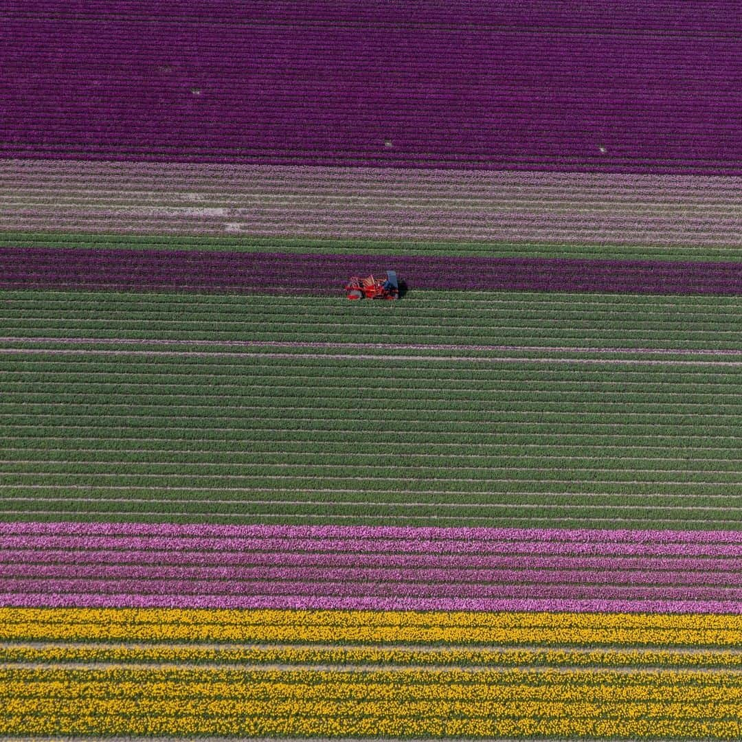 ナショナルジオグラフィックさんのインスタグラム写真 - (ナショナルジオグラフィックInstagram)「Photos by Muhammed Muheisen @mmuheisen | Earth from above, with carpets of blossoming tulips in the Netherlands. I captured these images on May 4, while flying over the flower fields in the Dutch province of Flevoland and other parts of the country, part of a story that I'm working on for some years now. For more photos and videos from different parts of the world, follow me @mmuheisen and @mmuheisenpublic.」5月17日 10時00分 - natgeo