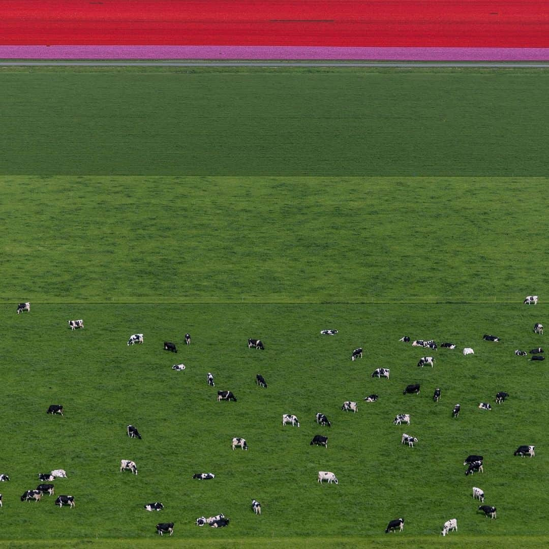 ナショナルジオグラフィックさんのインスタグラム写真 - (ナショナルジオグラフィックInstagram)「Photos by Muhammed Muheisen @mmuheisen | Earth from above, with carpets of blossoming tulips in the Netherlands. I captured these images on May 4, while flying over the flower fields in the Dutch province of Flevoland and other parts of the country, part of a story that I'm working on for some years now. For more photos and videos from different parts of the world, follow me @mmuheisen and @mmuheisenpublic.」5月17日 10時00分 - natgeo