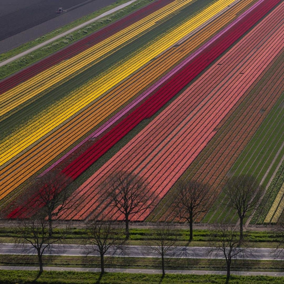 ナショナルジオグラフィックさんのインスタグラム写真 - (ナショナルジオグラフィックInstagram)「Photos by Muhammed Muheisen @mmuheisen | Earth from above, with carpets of blossoming tulips in the Netherlands. I captured these images on May 4, while flying over the flower fields in the Dutch province of Flevoland and other parts of the country, part of a story that I'm working on for some years now. For more photos and videos from different parts of the world, follow me @mmuheisen and @mmuheisenpublic.」5月17日 10時00分 - natgeo