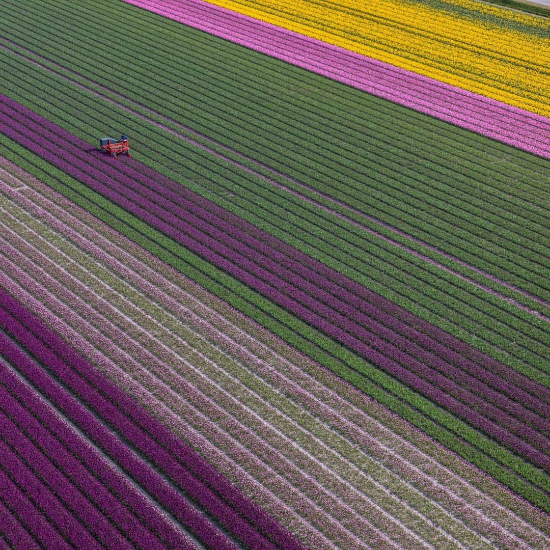 ナショナルジオグラフィックさんのインスタグラム写真 - (ナショナルジオグラフィックInstagram)「Photos by Muhammed Muheisen @mmuheisen | Earth from above, with carpets of blossoming tulips in the Netherlands. I captured these images on May 4, while flying over the flower fields in the Dutch province of Flevoland and other parts of the country, part of a story that I'm working on for some years now. For more photos and videos from different parts of the world, follow me @mmuheisen and @mmuheisenpublic.」5月17日 10時00分 - natgeo