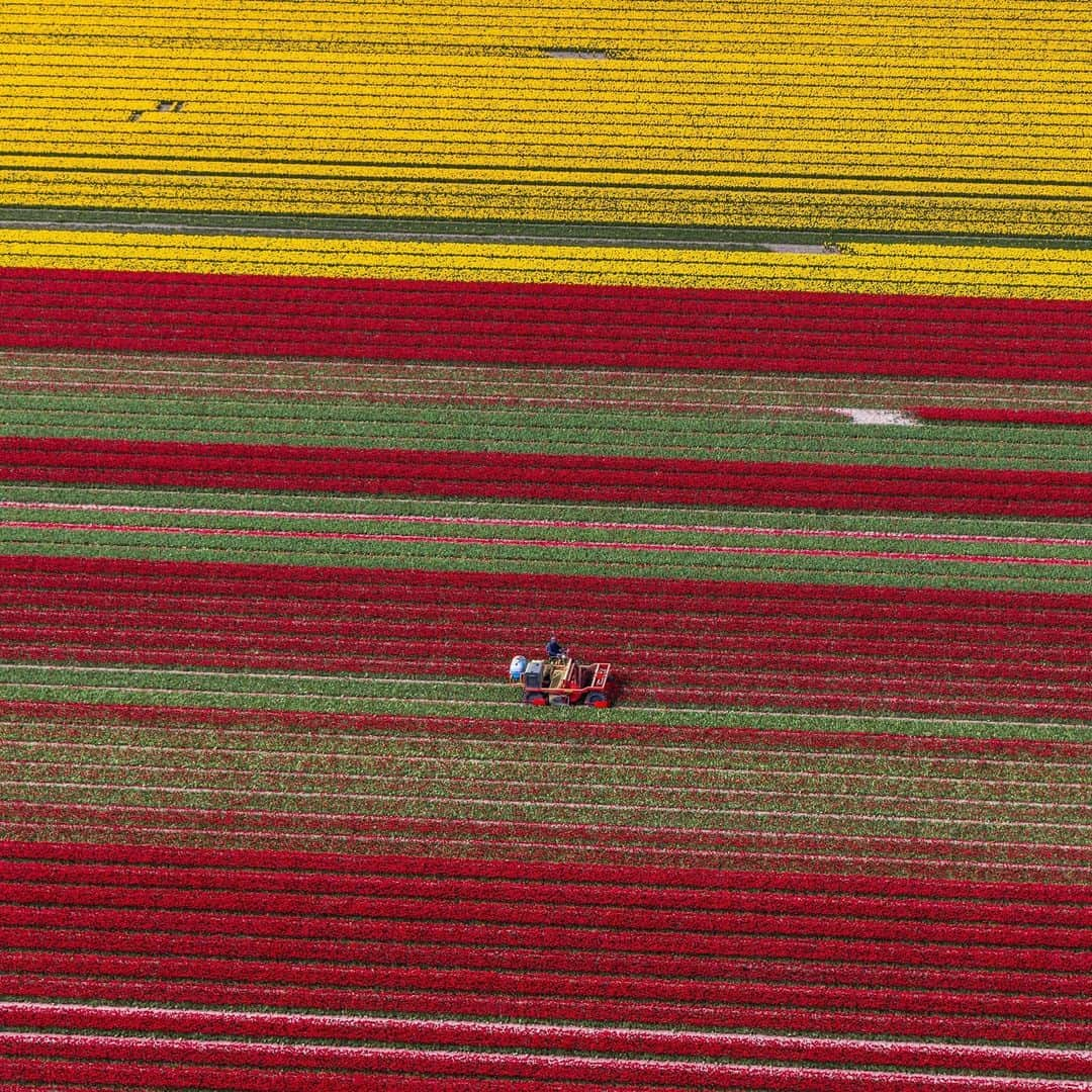 ナショナルジオグラフィックさんのインスタグラム写真 - (ナショナルジオグラフィックInstagram)「Photos by Muhammed Muheisen @mmuheisen | Earth from above, with carpets of blossoming tulips in the Netherlands. I captured these images on May 4, while flying over the flower fields in the Dutch province of Flevoland and other parts of the country, part of a story that I'm working on for some years now. For more photos and videos from different parts of the world, follow me @mmuheisen and @mmuheisenpublic.」5月17日 10時00分 - natgeo