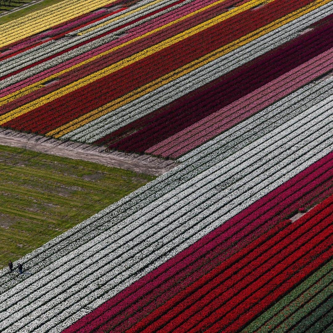 ナショナルジオグラフィックさんのインスタグラム写真 - (ナショナルジオグラフィックInstagram)「Photos by Muhammed Muheisen @mmuheisen | Earth from above, with carpets of blossoming tulips in the Netherlands. I captured these images on May 4, while flying over the flower fields in the Dutch province of Flevoland and other parts of the country, part of a story that I'm working on for some years now. For more photos and videos from different parts of the world, follow me @mmuheisen and @mmuheisenpublic.」5月17日 10時00分 - natgeo