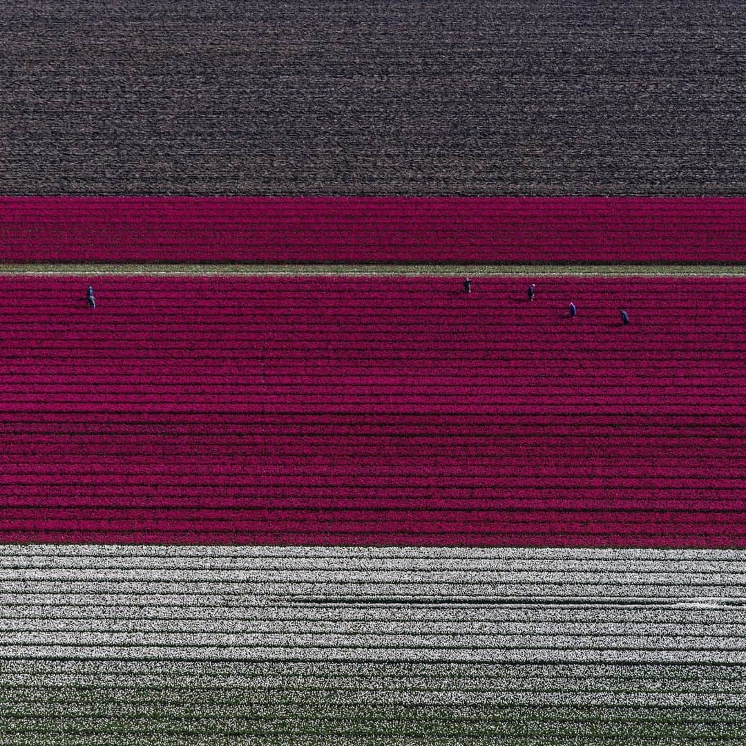 ナショナルジオグラフィックさんのインスタグラム写真 - (ナショナルジオグラフィックInstagram)「Photos by Muhammed Muheisen @mmuheisen | Earth from above, with carpets of blossoming tulips in the Netherlands. I captured these images on May 4, while flying over the flower fields in the Dutch province of Flevoland and other parts of the country, part of a story that I'm working on for some years now. For more photos and videos from different parts of the world, follow me @mmuheisen and @mmuheisenpublic.」5月17日 10時00分 - natgeo