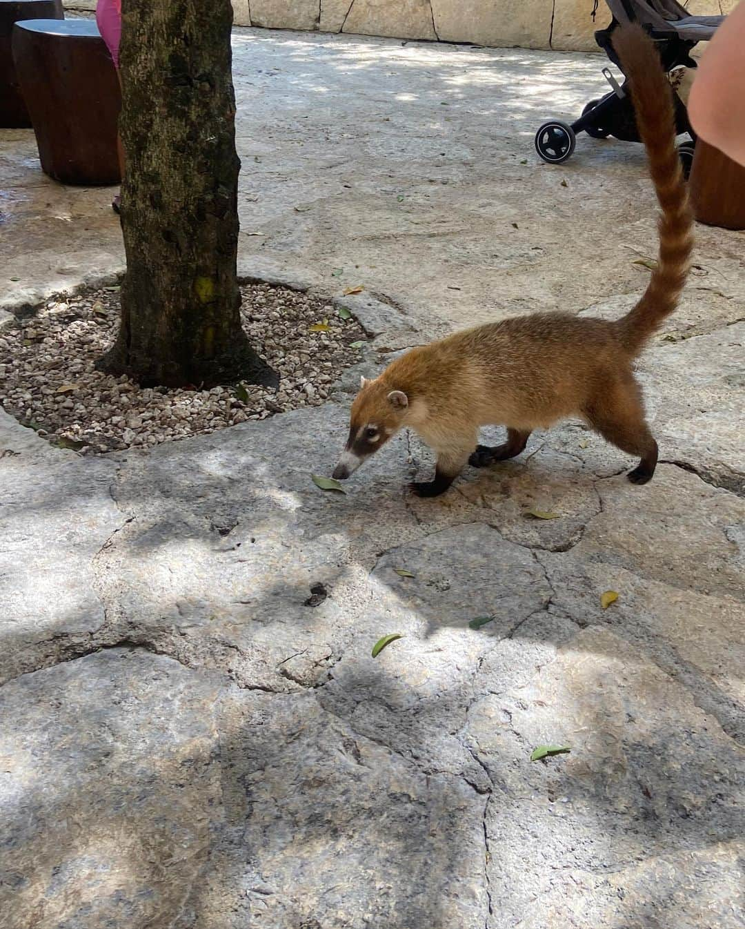 福井セリナさんのインスタグラム写真 - (福井セリナInstagram)「メキシコ・シカレパーク🦩 @xcaretpark   敷地内ではカニやお魚が住んでる洞窟を泳いだり、浜辺にはずーっと続くハンモック、フラミンゴやインコなど動物だらけの自然ファンタジー😳  スライダーとか派手なアトラクションがあるわけじゃないのにめちゃ楽しくて、カンクンいく人にはぜひ訪れて欲しいテーマパーク🔥  ハンモック、いつの間にかぐるぐる巻きになってたんだけどみんなどうやってあんなオシャレに寝てるの？笑  #新婚旅行 #旅行 #旅 #ハネムーン #メキシコ #メキシコ旅行 #カンクン #カンクン旅行 #水着 #可愛い水着 #盛れる水着 #脚長効果 #リゾート #テーマパーク」5月17日 20時58分 - serinafukui__