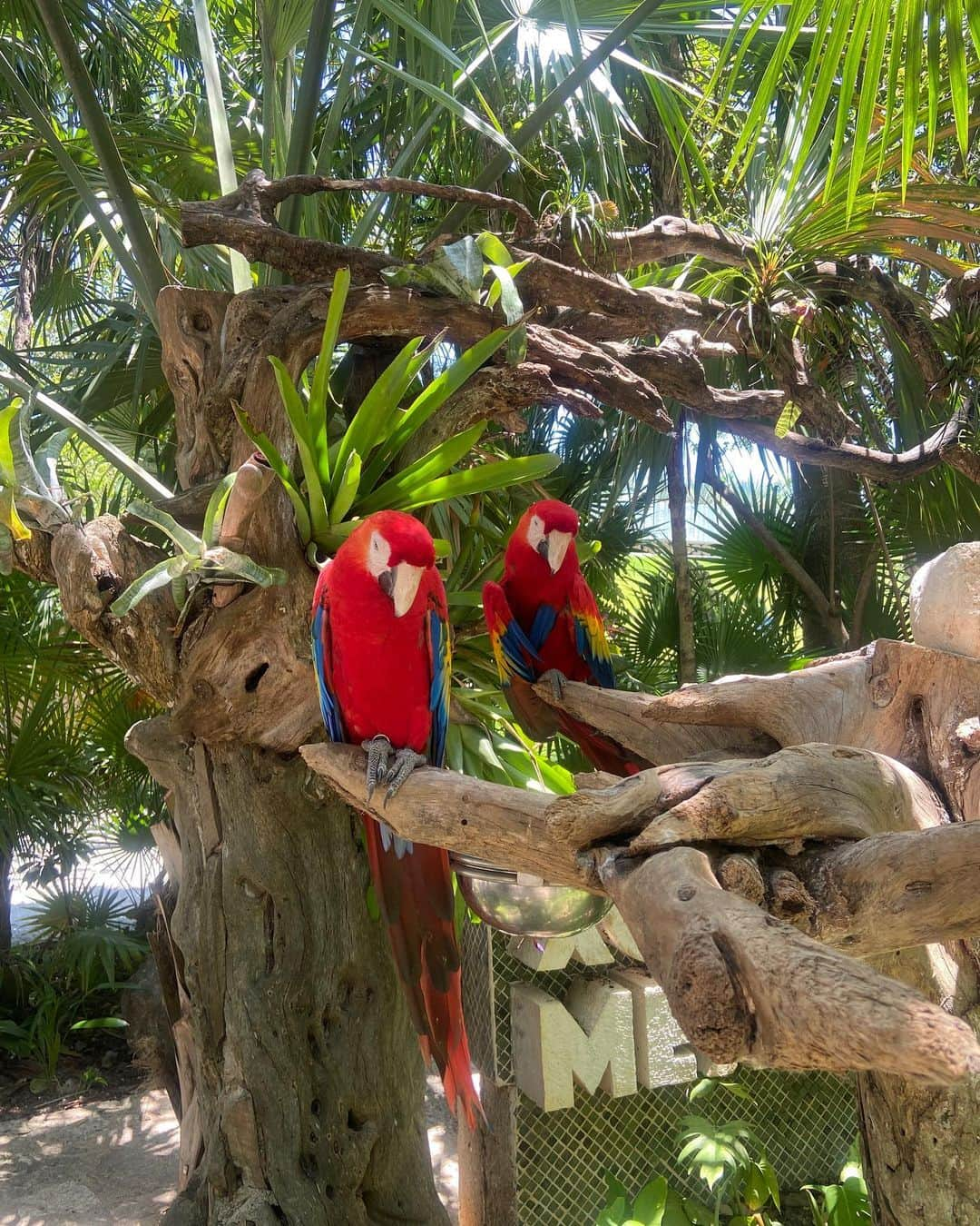 福井セリナさんのインスタグラム写真 - (福井セリナInstagram)「メキシコ・シカレパーク🦩 @xcaretpark   敷地内ではカニやお魚が住んでる洞窟を泳いだり、浜辺にはずーっと続くハンモック、フラミンゴやインコなど動物だらけの自然ファンタジー😳  スライダーとか派手なアトラクションがあるわけじゃないのにめちゃ楽しくて、カンクンいく人にはぜひ訪れて欲しいテーマパーク🔥  ハンモック、いつの間にかぐるぐる巻きになってたんだけどみんなどうやってあんなオシャレに寝てるの？笑  #新婚旅行 #旅行 #旅 #ハネムーン #メキシコ #メキシコ旅行 #カンクン #カンクン旅行 #水着 #可愛い水着 #盛れる水着 #脚長効果 #リゾート #テーマパーク」5月17日 20時58分 - serinafukui__