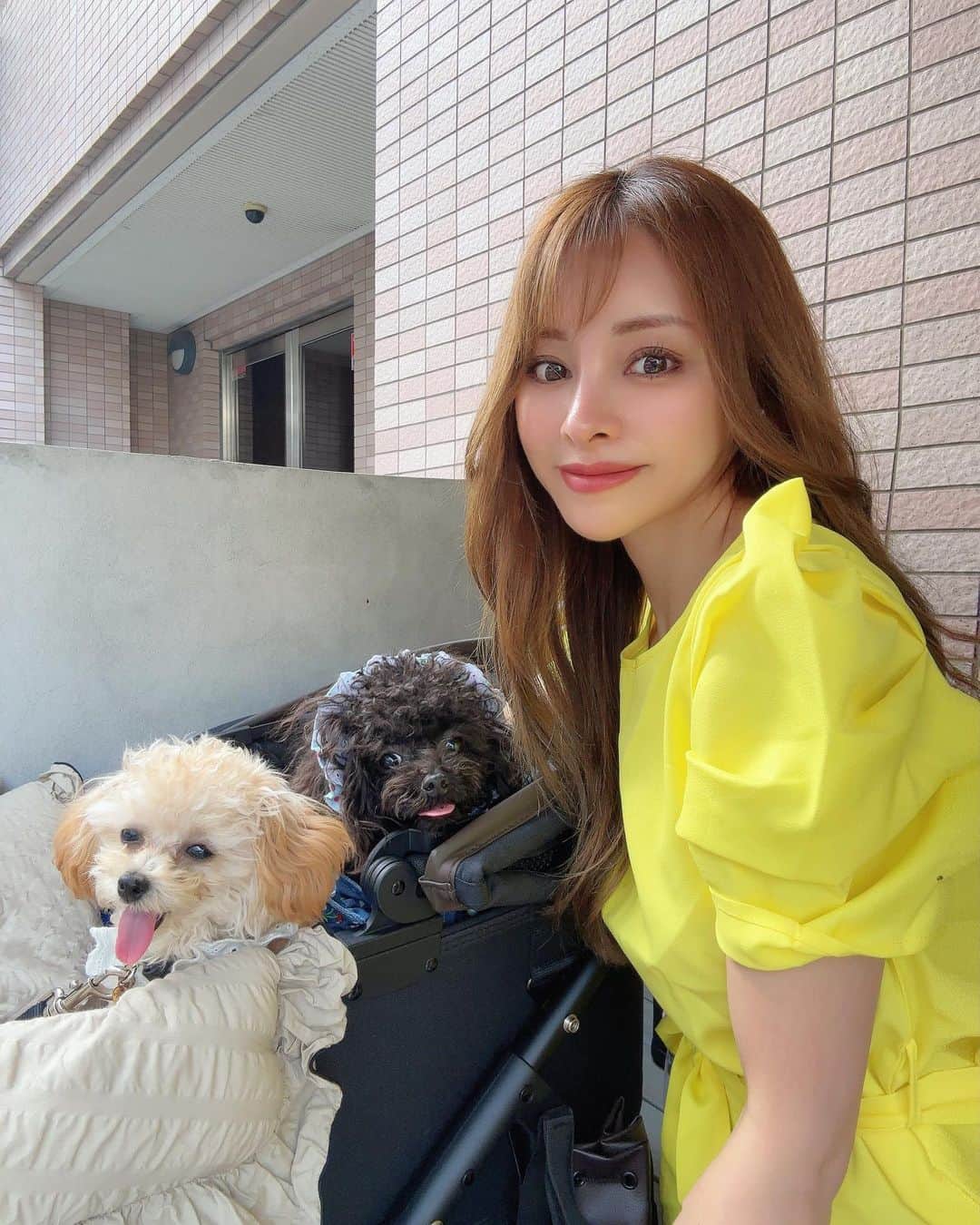 大迫麗香のインスタグラム：「2🐶とティータイム✨ 私の一番好きな時間✨ この時間が幸せすぎてこのために頑張れる！ ちょっと暑くて舌が出てるちびちゃん🤣  #美ボディ #ベストボディジャパン  #女性専用ジム  #美ボディ女子 #恵比寿パーソナルトレーニング #恵比寿ジム #パーソナルトレーニング東京 #代官山パーソナルジム #渋谷パーソナルジム #恵比寿パーソナルジム」