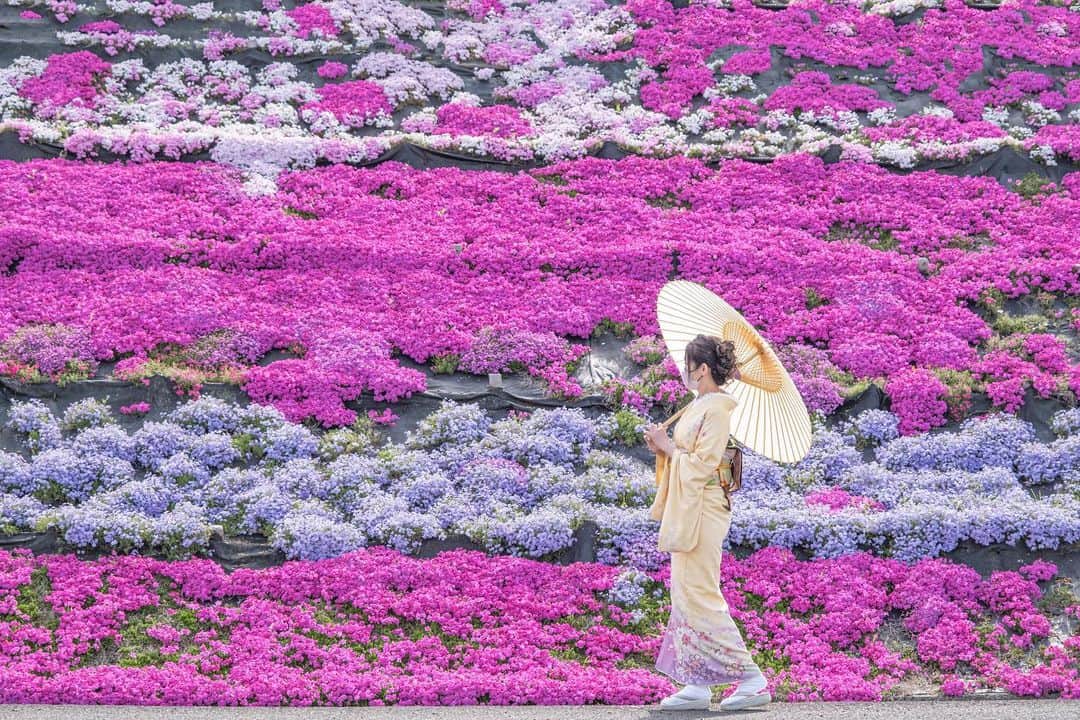 あや ◡̈*❤︎ayaのインスタグラム：「. たまたま通りかかった 芝桜の壁  見るだけでも綺麗で 歩くのが楽しくなる🥰  #芝桜  #カメラマンがボツにしはるシリーズ」