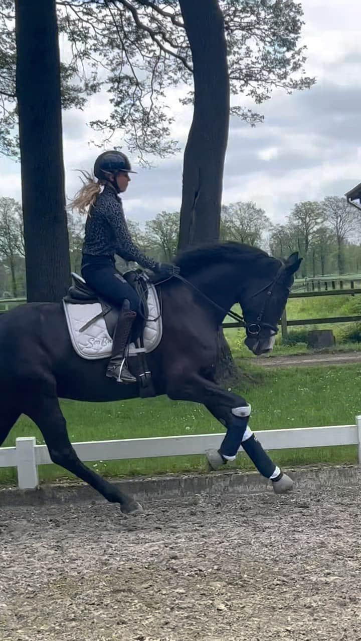 Nina Neuerのインスタグラム：「Enjoying the sun ☀️ Torchy & Nina #totojr #4yearsold #dressagehorseforsale」