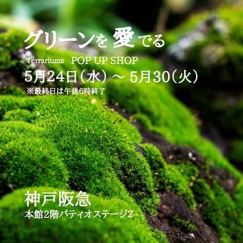 Mosslight-LEDのグルメインスタ