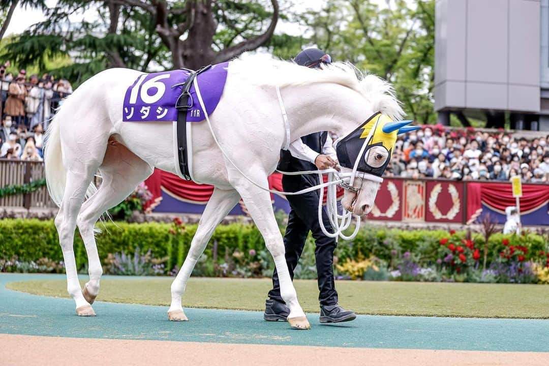 netkeibaさんのインスタグラム写真 - (netkeibaInstagram)「ㅤㅤㅤㅤㅤㅤㅤㅤㅤㅤㅤㅤㅤㅤㅤ ㅤㅤㅤㅤㅤㅤㅤㅤㅤㅤㅤㅤㅤㅤ #ソダシ 🥛🦢☁️✉️🤍  #instahorse #horsetagram #thoroughbred #horseracing #horse #horseofinstagram #keiba #競馬 #馬 #うま #白毛 #ブチコ #クロフネ #白馬 #Whitehorse #sodashi #ヴィクトリアマイル」5月17日 20時08分 - netkeiba