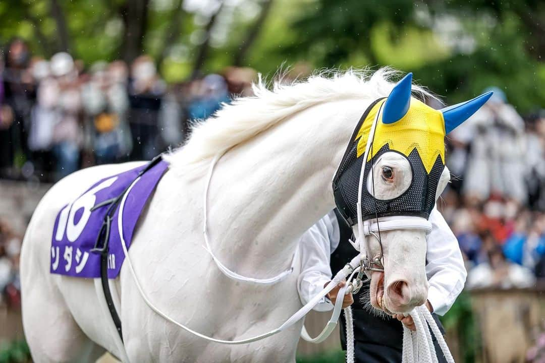 netkeibaさんのインスタグラム写真 - (netkeibaInstagram)「ㅤㅤㅤㅤㅤㅤㅤㅤㅤㅤㅤㅤㅤㅤㅤ ㅤㅤㅤㅤㅤㅤㅤㅤㅤㅤㅤㅤㅤㅤ #ソダシ 🥛🦢☁️✉️🤍  #instahorse #horsetagram #thoroughbred #horseracing #horse #horseofinstagram #keiba #競馬 #馬 #うま #白毛 #ブチコ #クロフネ #白馬 #Whitehorse #sodashi #ヴィクトリアマイル」5月17日 20時08分 - netkeiba