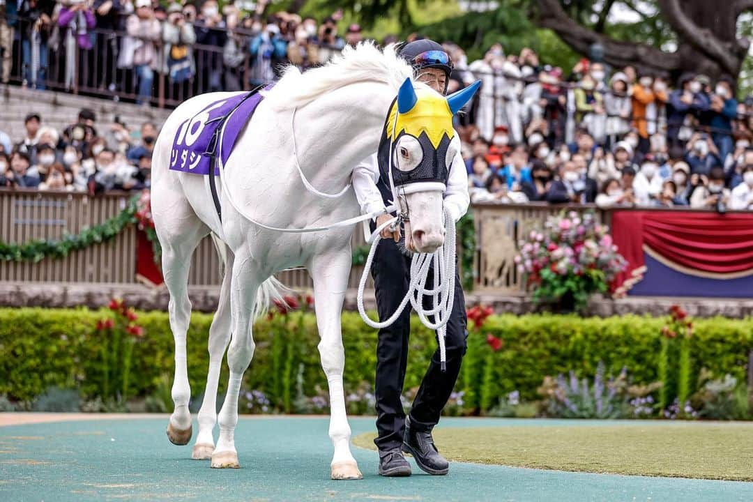 netkeibaさんのインスタグラム写真 - (netkeibaInstagram)「ㅤㅤㅤㅤㅤㅤㅤㅤㅤㅤㅤㅤㅤㅤㅤ ㅤㅤㅤㅤㅤㅤㅤㅤㅤㅤㅤㅤㅤㅤ #ソダシ 🥛🦢☁️✉️🤍  #instahorse #horsetagram #thoroughbred #horseracing #horse #horseofinstagram #keiba #競馬 #馬 #うま #白毛 #ブチコ #クロフネ #白馬 #Whitehorse #sodashi #ヴィクトリアマイル」5月17日 20時08分 - netkeiba