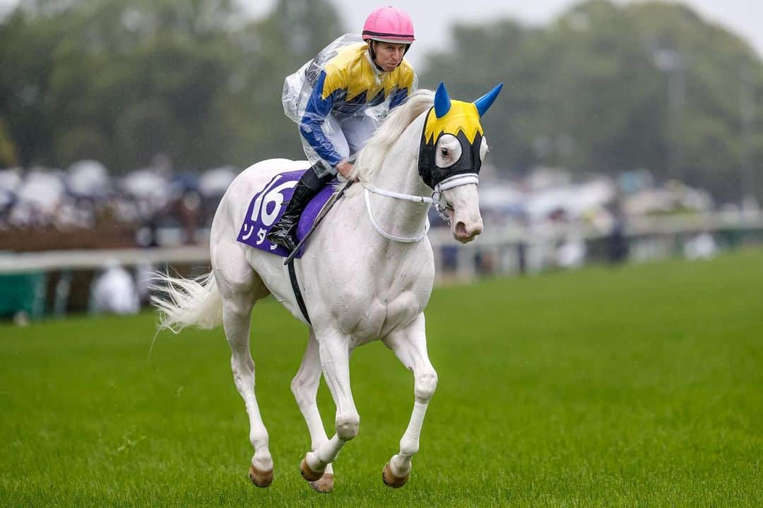 netkeibaさんのインスタグラム写真 - (netkeibaInstagram)「ㅤㅤㅤㅤㅤㅤㅤㅤㅤㅤㅤㅤㅤㅤㅤ ㅤㅤㅤㅤㅤㅤㅤㅤㅤㅤㅤㅤㅤㅤ #ソダシ 🥛🦢☁️✉️🤍  #instahorse #horsetagram #thoroughbred #horseracing #horse #horseofinstagram #keiba #競馬 #馬 #うま #白毛 #ブチコ #クロフネ #白馬 #Whitehorse #sodashi #ヴィクトリアマイル」5月17日 20時08分 - netkeiba