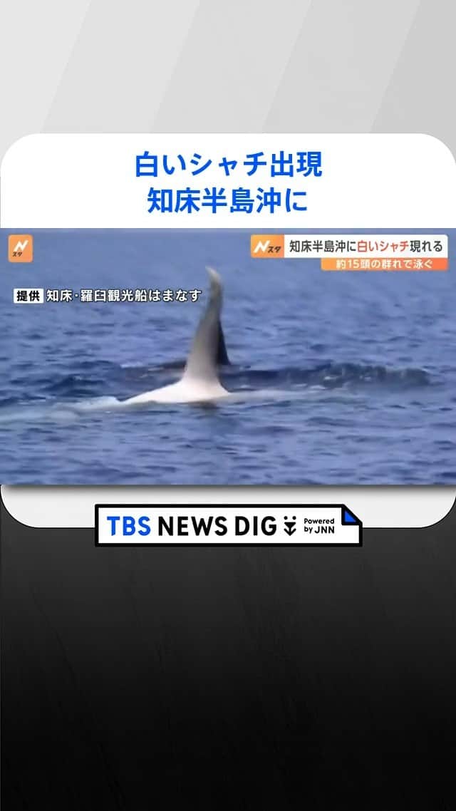 TBS NEWSのインスタグラム：「世界自然遺産の知床半島の羅臼町沖で、14日、白いシャチが確認されました。 #シャチ　#北海道 　#知床 　#orca」