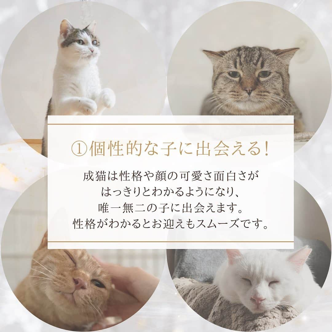 こむぎさんのインスタグラム写真 - (こむぎInstagram)「* 成猫はたまらなく可愛い！！ 子猫ももちろん可愛いけど、成猫の魅力を伝えたくて投稿にまとめてみました〜🤗✨ (文字いっぱいで読みにくくてごめんなさい😂)  ここ数年で保護猫のことを知ってもらう機会が増えました。 猫を飼う時にペットショップからではなく、「保護猫をお迎えしよう」という選択肢を選ばれる方が増えたのは本当に本当に喜ばしいことです🥺✨  でも実はその中で、どうしても子猫に応募が集中してしまい、ずっとずっと本当の家族と出会えることを待っている成猫たちがいることも知っていただきたくて、今回このような投稿をすることにしました☺️  成猫は慣れるのに時間がかかるかもしれない。 持病があったりハンデを持っている子もいるかもしれない。 それでも本当に少しずつ心を開いてくれる姿は、めちゃくちゃ可愛くて愛おしい😭 持病もハンデもその子の個性としてまるっと受け止めて、愛してくださる方との出会いを待っています🙏🏻  猫をお迎えを検討されている方に、ぜひとも里親さんが見つかりにくい子たちの存在を知っていただけたら嬉しいです☺️  どうかすべての猫が幸せになれますように🙏🏻✨  #拡散希望　  #保護猫 #成猫を家族に  #成猫の魅力を伝えたい  #成猫から飼うという選択肢   #里親募集 #里親募集中 #里親募集猫 #里親募集中猫   #岐阜多頭崩壊レスキュー 現在こちらで里親募集中の子たちは 多頭崩壊現場出身の5匹→ @comugineko  猫エイズのしまくん、猫白血病のポン子ちゃんです🙏🏻」5月17日 20時21分 - tomochunba