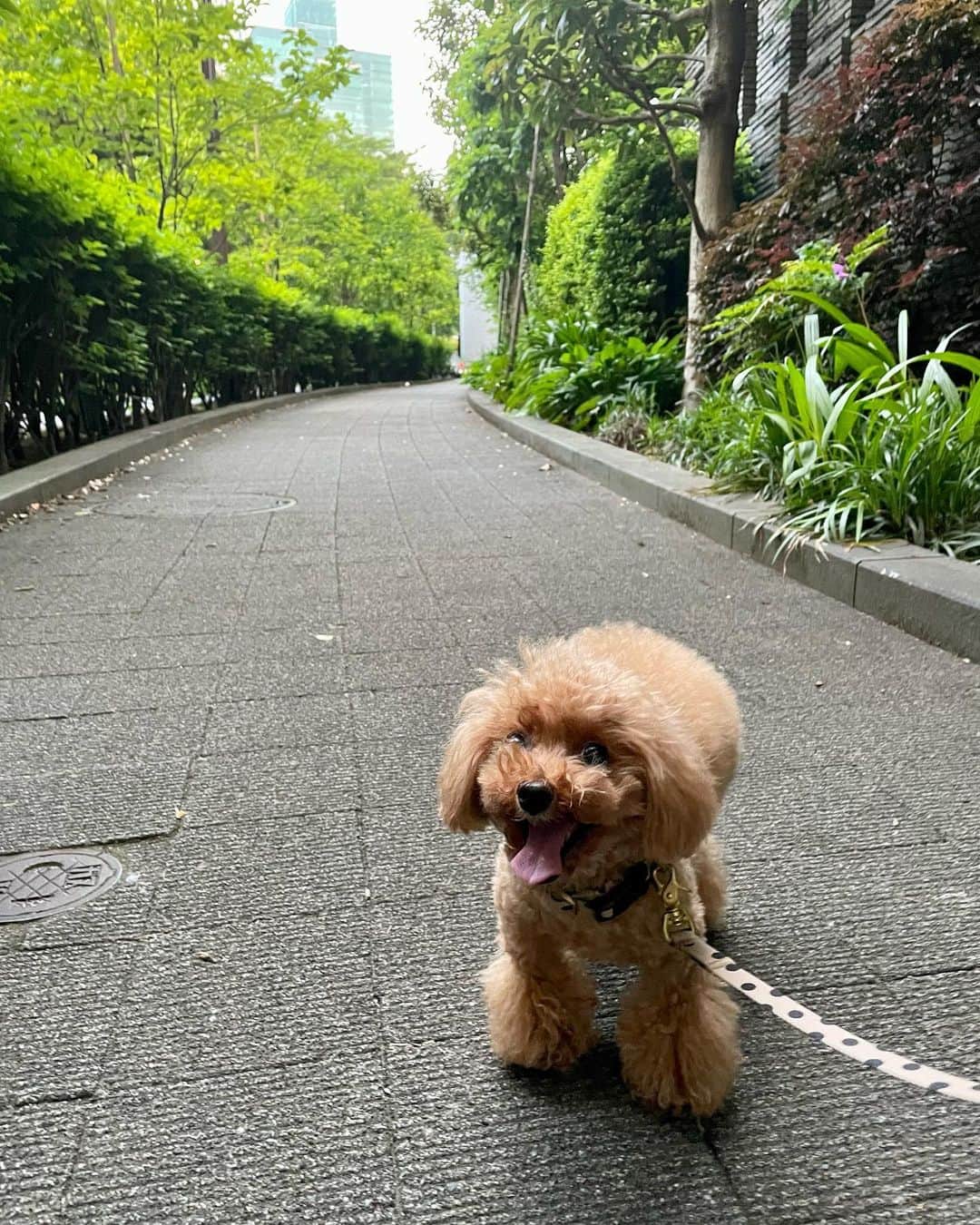 M'sブライダルのインスタグラム：「おすすめ散歩スポット💕  人生100年時代を豊かに生き抜くための結婚相談所  〜登録会員数10万名超×昔ながらの個別紹介×最先端AIシステムで、婚活が苦手な人でも結婚出来る人に〜   ・創業23年 (帝国ホテルタワー) ・登録男性高収入(年収1,000万以上)多数  ・平均成婚期間1年以内  ・丁寧・安心・高結婚率のM’sブライダル  ・東京駅八重洲南口徒歩3分  ◉全国支店オーナー様同時募集中！   #ビール #beer #happy #散歩 #青空 #トイプードル #dog #愛犬 #といぷーどる #トイプー #poodle #犬の家族 #結婚相談所 #東京 #再婚 #恋活 #結婚相談 #バツイチ #婚活 #彼氏募集中 #結婚したい #彼女募集中 #アラフォー #アラサー #family #tokyo #marriage #出会い #一期一会 #家族」