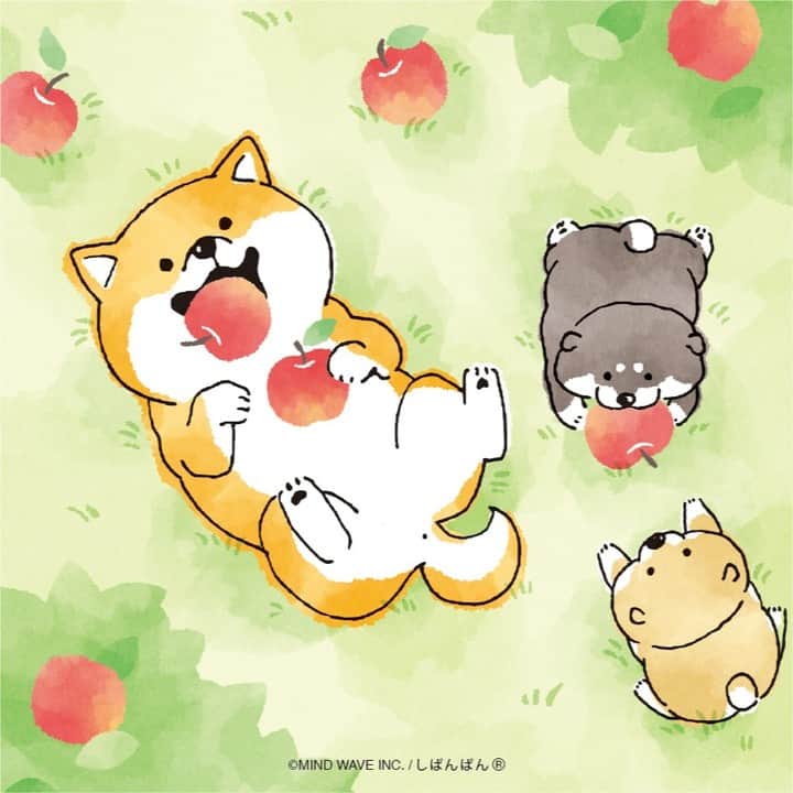 オオゴシヤステルのインスタグラム：「#今日のしばんばん   はがっ、はが、はががが〜🍎  〈ฅ `ᴥ´ ฅ〉  #りんご  #しばんばん #shibanban #むちころばんばん #muchicorobanban #微笑柴犬 #マインドウェイブ #mindwave #オオゴシヤステル #sibainu #柴犬 #しばいぬ」