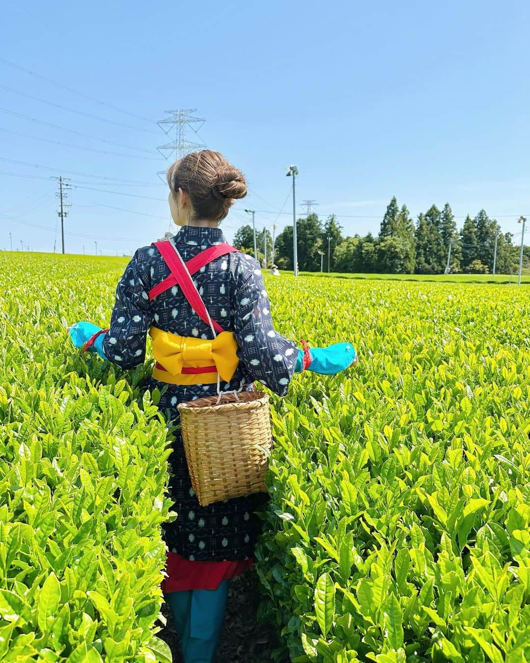 ティファニー春香のインスタグラム：「.  少し前ですが、みどりの日に お茶摘み体験へ行ってきました♪🍃  立春から数えて88日目が 新茶を摘むのに最適な時期✨  写真で見ての通り、 生き生きとした鮮やかな緑色の 茶畑が広がっていました👏🏻🌱  この時に摘んだ茶葉を使ったお茶は、 苦渋みが少なく旨味甘味を含んだ 爽やかな味わいが特徴☺️💛  日本茶好きの友人と一緒に 初めて茶娘衣装も着て😂✨ 大好きな日本茶をたっぷり堪能した1日🍵♡  他の茶産地にも訪れてみたいな🫶🏻  #新茶 #日本茶 #茶摘み #八十八夜 #静岡 #グリンピア牧之原 #茶畑 #茶娘」