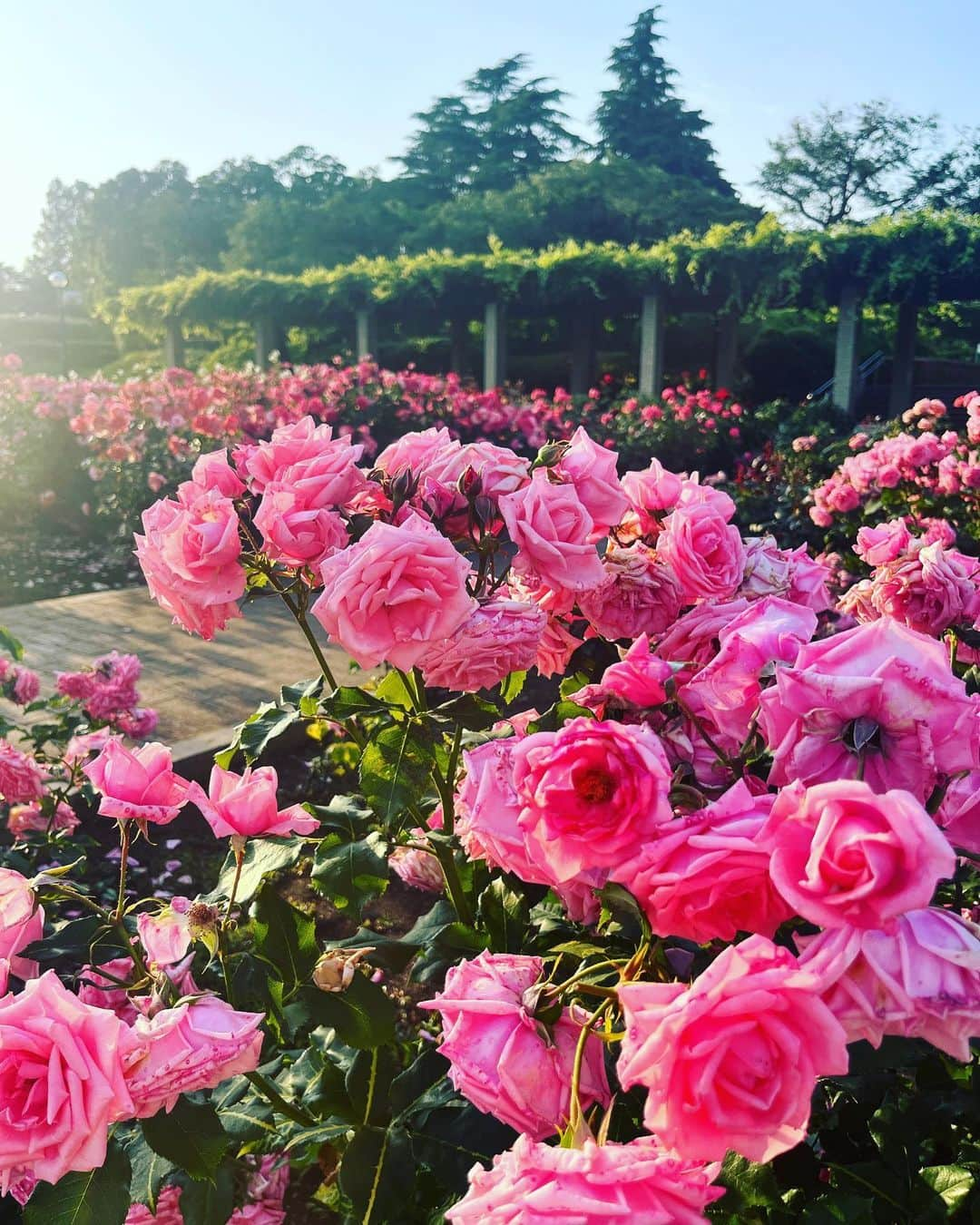 黒田菜月さんのインスタグラム写真 - (黒田菜月Instagram)「きょうも暑いですね🌹✨ #気象予報士 #アナウンサー #セントフォース #しゅと犬くん #おかえり天気」5月17日 12時17分 - nyaaatsuki_krd