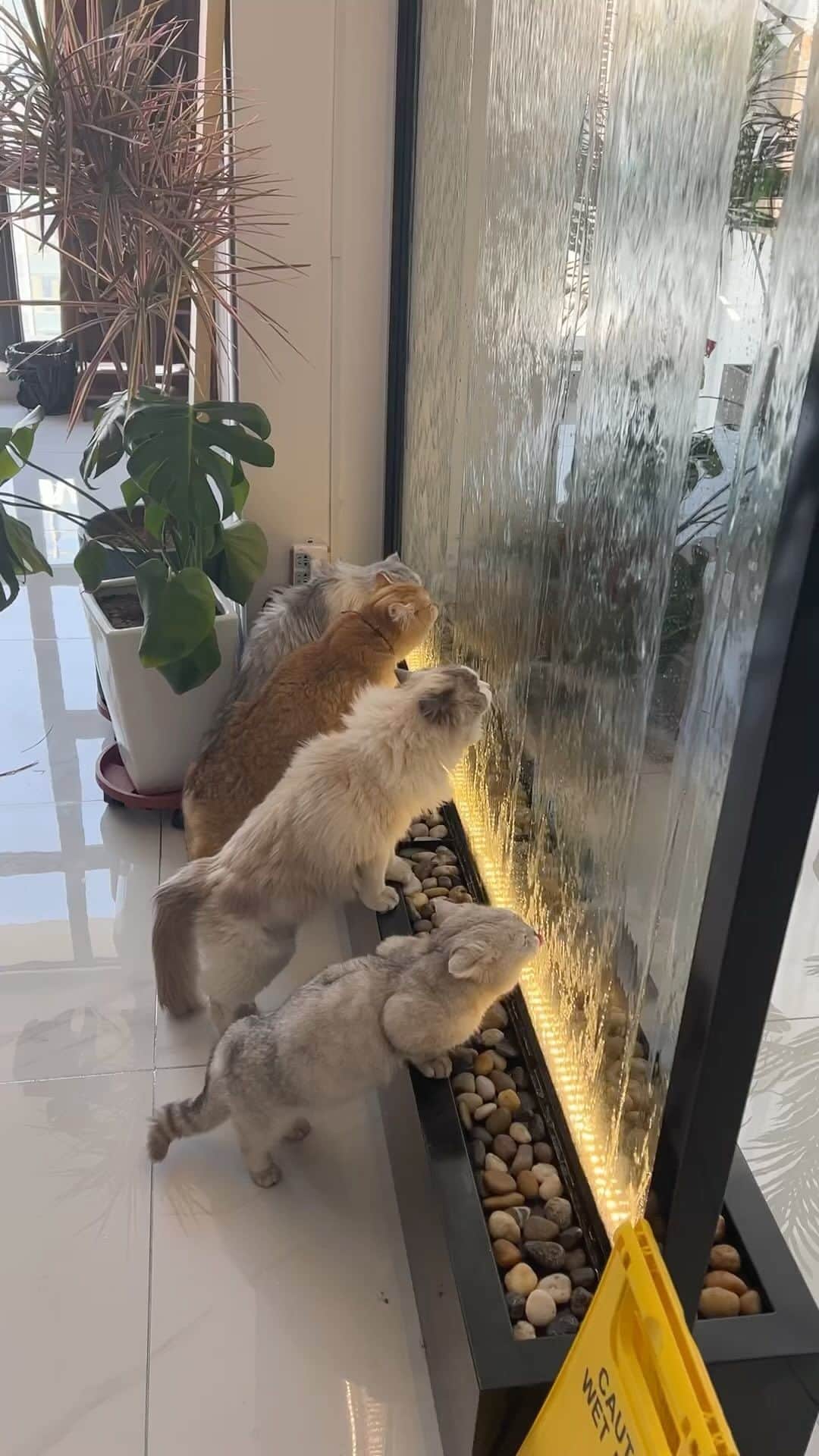 Aww Clubのインスタグラム
