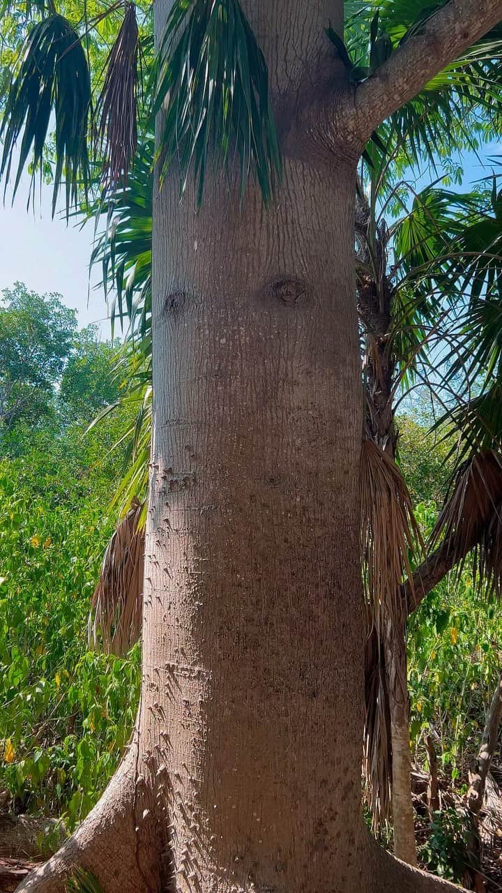 メロディー洋子のインスタグラム：「O holy union! A sweet remembrance. A deep softening.  Supported by the sacred masculine.  Powerful surrender by the sacred feminine.  Lifted to the highest.  Home again with God.  🙏🏽  🕊️💫💛  An ancient tree welcomes us as we walk into the Mayan Temples of Tulum. Thank you dear guardian. Your sweet presence is a gift I humbly receive. 🙏🏽✨💛🌿」