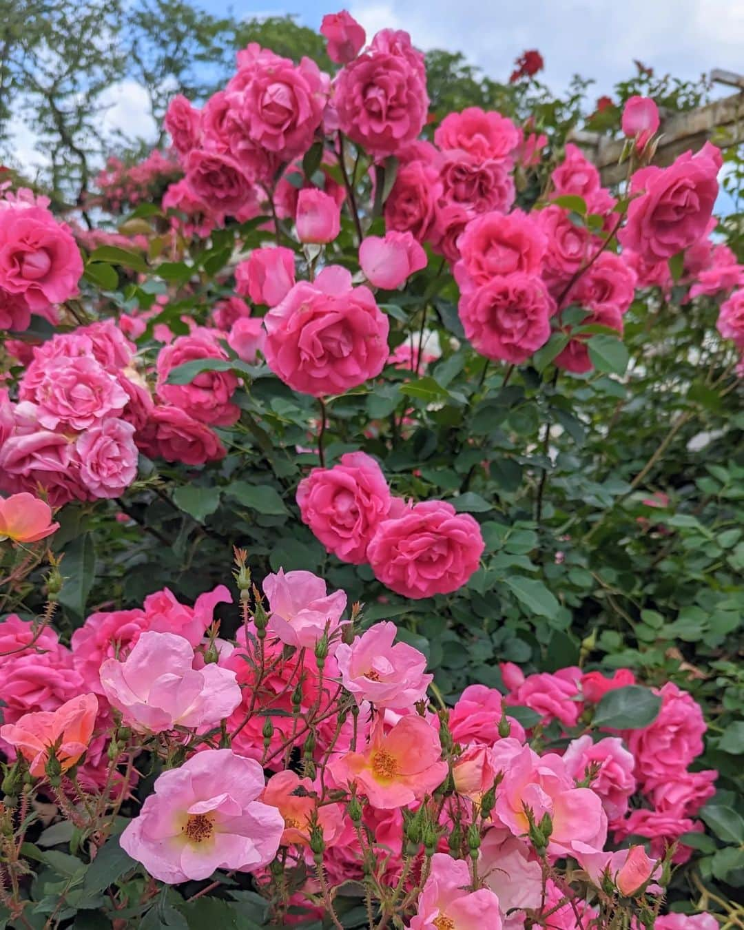 松山メアリのインスタグラム：「🌹🌹🌹  #rose  #flowers  #rosegarden #バラ園」