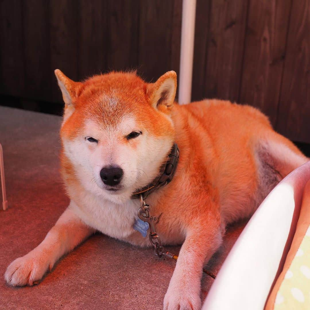 柴犬 たろさんのインスタグラム写真 - (柴犬 たろInstagram)「✴︎ 夜のたろちゃん🐻まったり  昼のたろちゃん🐻‍❄️痩せた詐欺してごめんなさい🐖痩せてません。  お散歩たろちゃん🐕  ここ最近、下校中の女子小学生がたろを見ると「ワンちゃん🐶ワンちゃん🐶可愛い💕可愛い」と駆け寄ってきます👧  だいたいデカいから、怖いとか太ってるとか言われるのに、可愛い😍と言うのでなんでかなー？って思ってたら、  「うちね秋田犬が2匹いるの🩵10歳の方は大人しくてゆうことを聞くの、8歳の方はお転婆で言う事を聞かないの😆」って、教えてくれた。もう可愛いすぎる〜❤️  秋田犬に比べればたろ子供みたいな大きさだね！  ただこの子、タロを見つけるとかなり遠くから、「ワンちゃん！ワンちゃん！」と大声で叫んで来るので、近づくに連れ、キタキタって心の中で爆笑してる🤣  今日はタロに何話してくれるのかな？って会うたび楽しみである。  #shibainu #柴犬 #japanesedog」5月17日 13時28分 - tarochantarochan