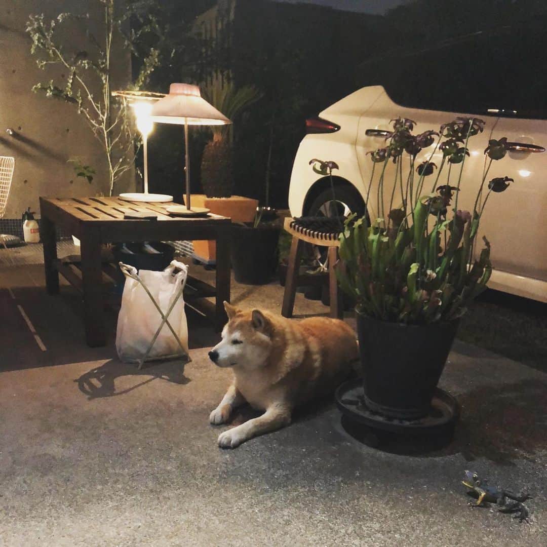 柴犬 たろのインスタグラム：「✴︎ 夜のたろちゃん🐻まったり  昼のたろちゃん🐻‍❄️痩せた詐欺してごめんなさい🐖痩せてません。  お散歩たろちゃん🐕  ここ最近、下校中の女子小学生がたろを見ると「ワンちゃん🐶ワンちゃん🐶可愛い💕可愛い」と駆け寄ってきます👧  だいたいデカいから、怖いとか太ってるとか言われるのに、可愛い😍と言うのでなんでかなー？って思ってたら、  「うちね秋田犬が2匹いるの🩵10歳の方は大人しくてゆうことを聞くの、8歳の方はお転婆で言う事を聞かないの😆」って、教えてくれた。もう可愛いすぎる〜❤️  秋田犬に比べればたろ子供みたいな大きさだね！  ただこの子、タロを見つけるとかなり遠くから、「ワンちゃん！ワンちゃん！」と大声で叫んで来るので、近づくに連れ、キタキタって心の中で爆笑してる🤣  今日はタロに何話してくれるのかな？って会うたび楽しみである。  #shibainu #柴犬 #japanesedog」