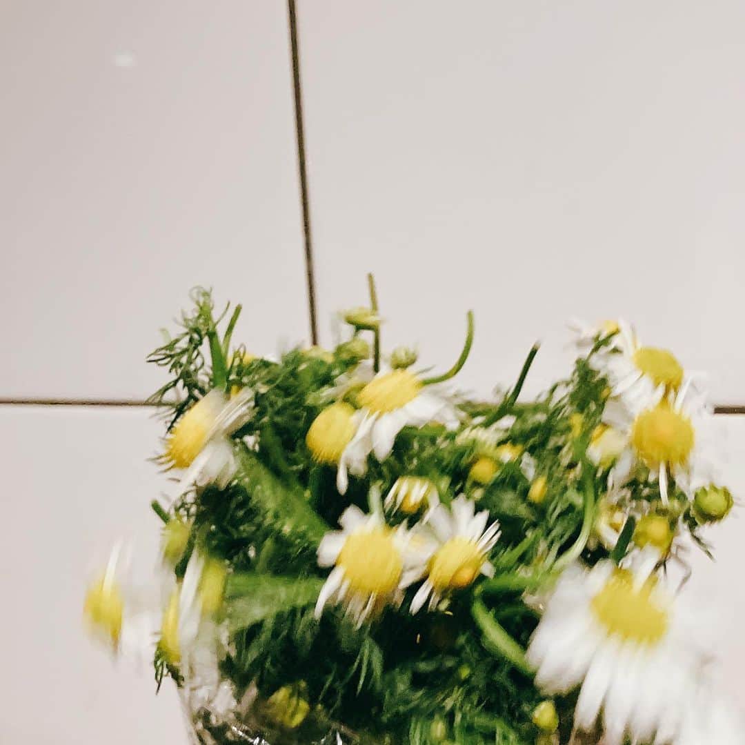 持田香織のインスタグラム：「.  花をつんでいれる。 鼻の奥に届いていくカモミール。 こんなにも深々と、 力強い。」
